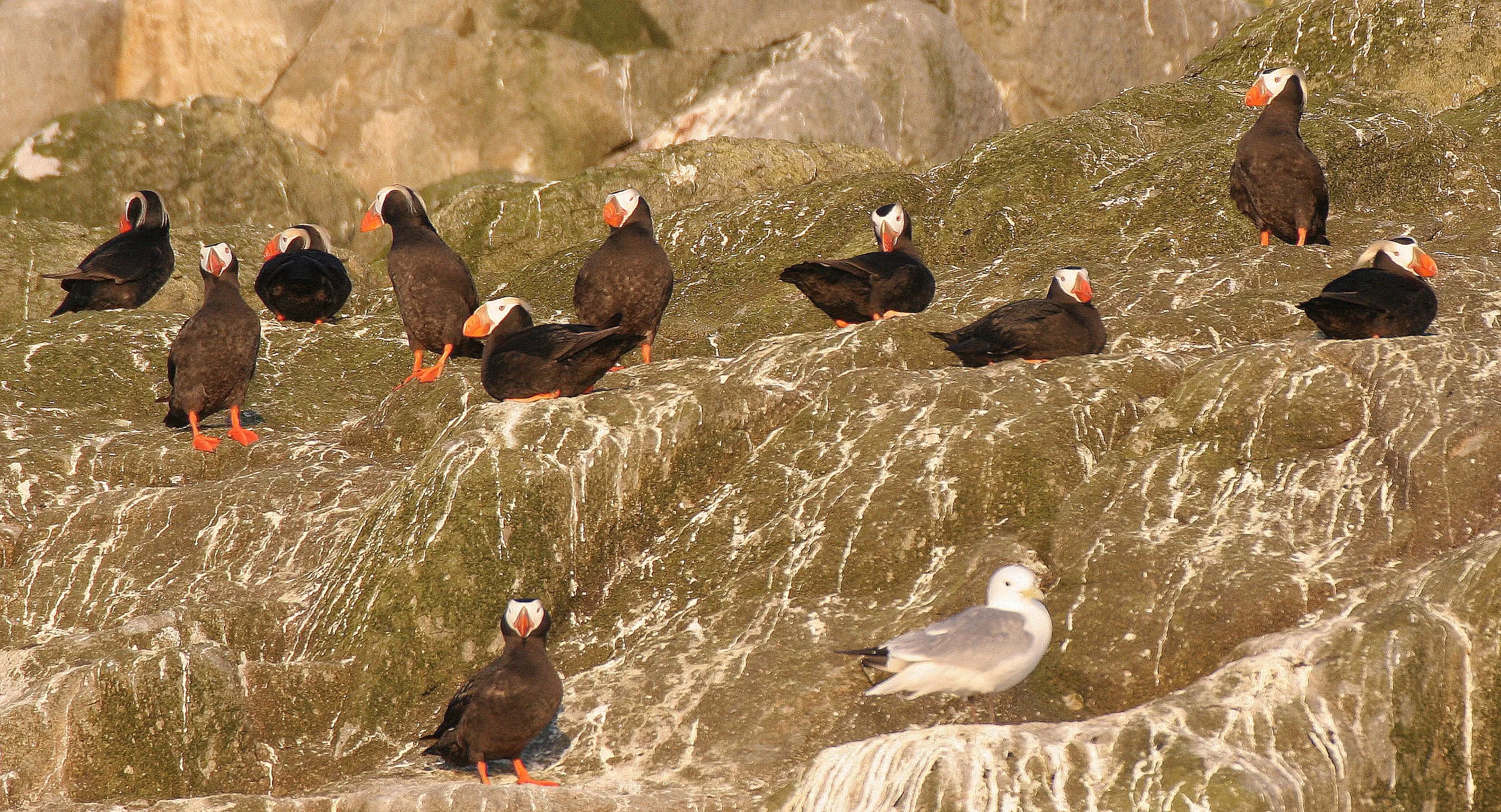 Fratercula cirrhata - TUFTED PUFFIN - COMMANDERS (15).jpg
