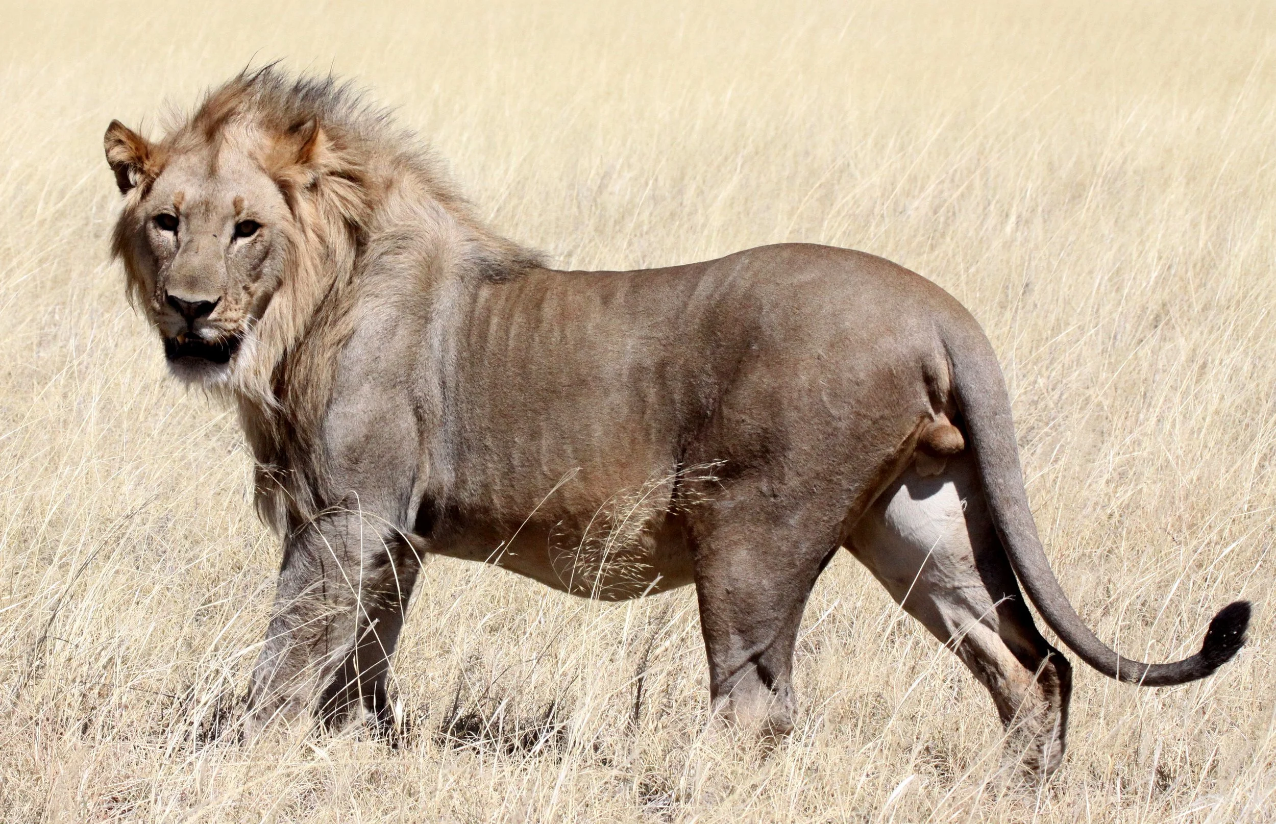 Panthera leo melanochaita - AFRICAN LION - THREE MALES - ETOSHA NATIONAL PARK NAMIBIA (172).JPG