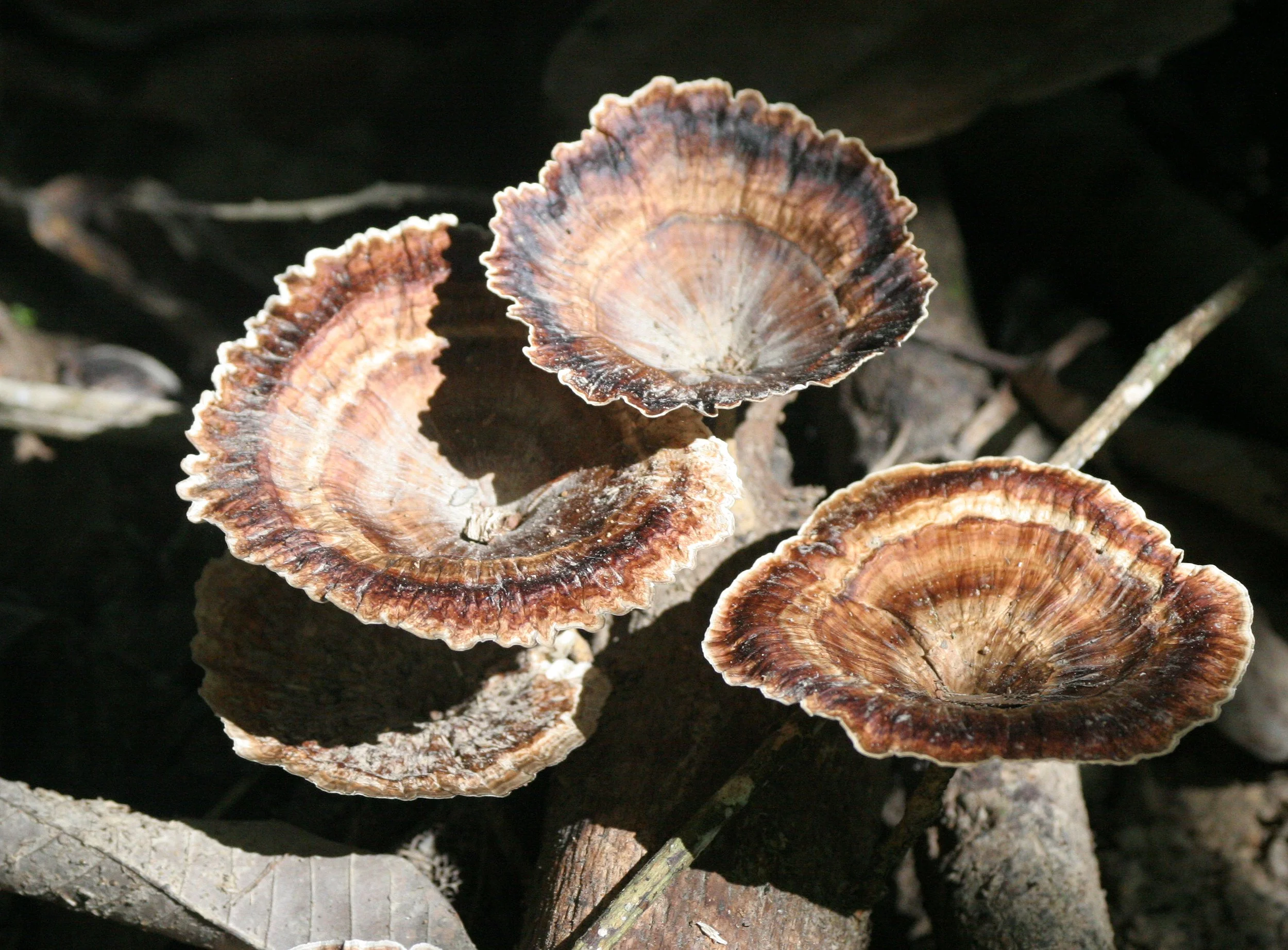 TABIN WILDLIFE RESERVE BORNEO - FUNGUS SPECIES C (3).JPG