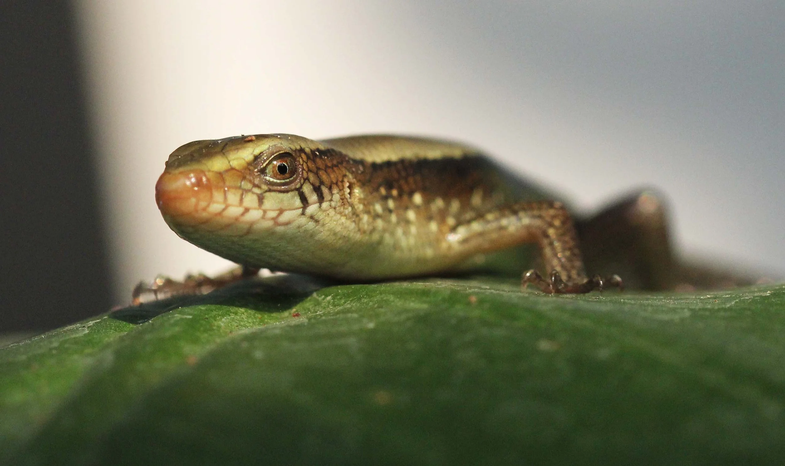 2013 Nonthaburi Setthasiri House and Nonthaburi Neighborhood (195).JPG