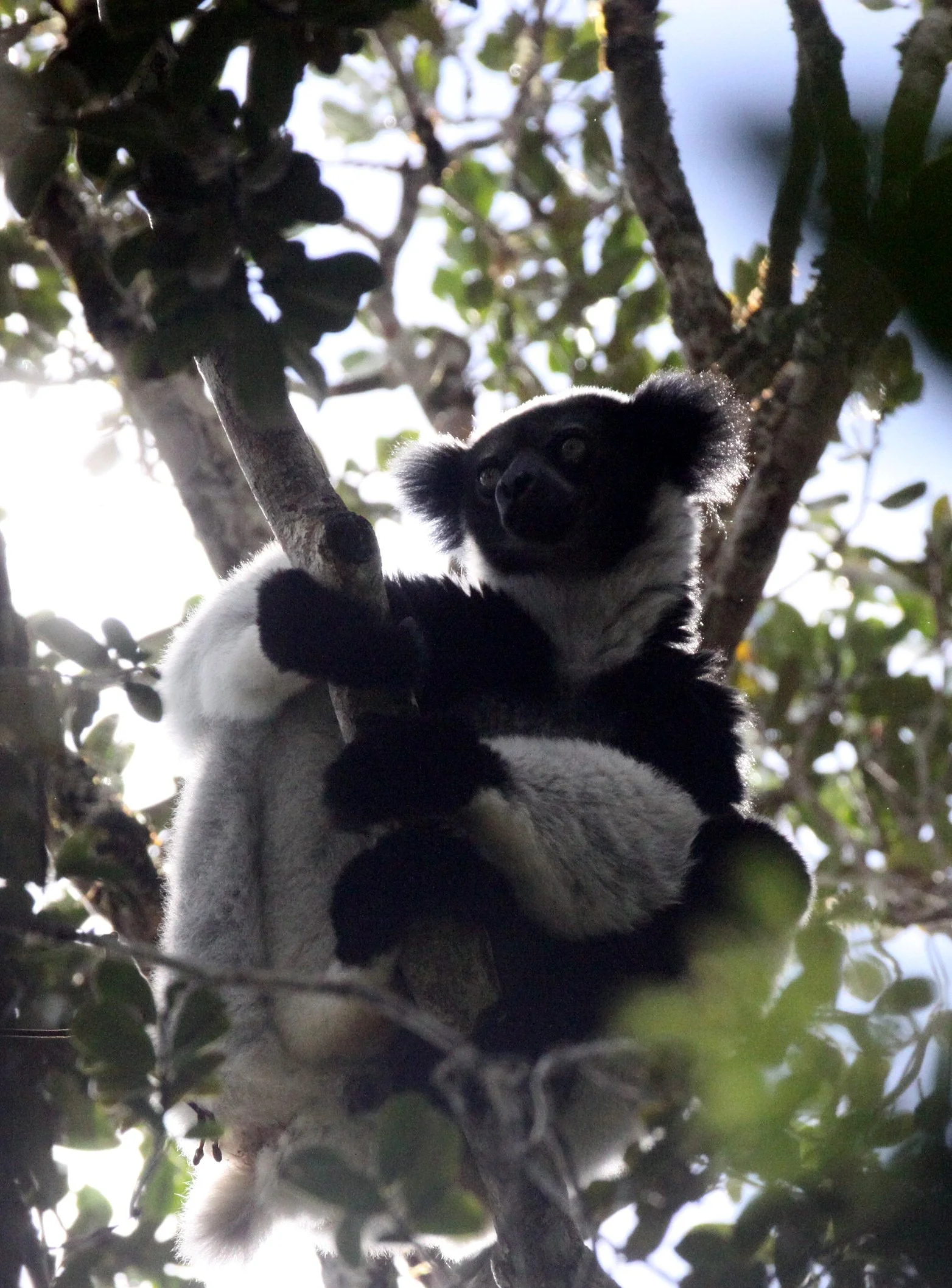 INDRIIDAE - Indri indri - MANTADIA NATIONAL PARK MADGASCAR (75).JPG
