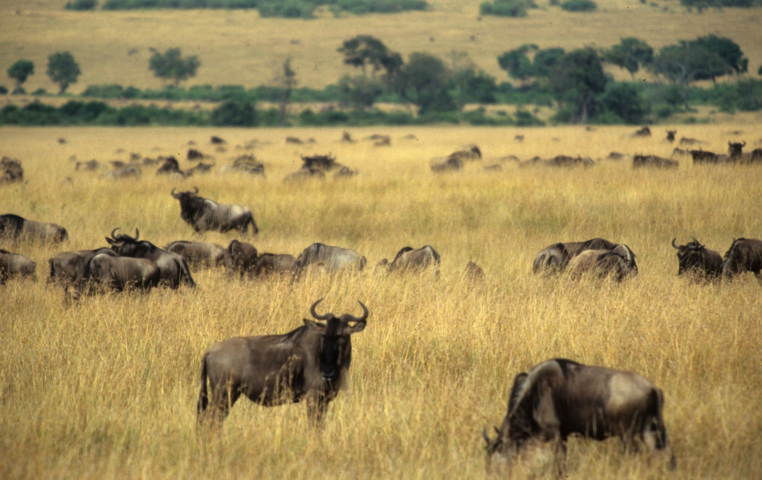 BOVID - WILDEBEEST- GREY - SERENGETI (16).jpg