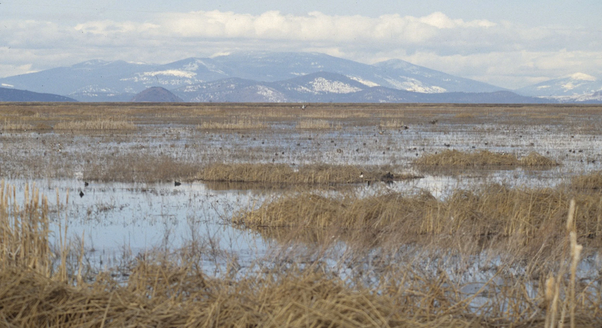 CALIFORNIA - KLAMMATH BASIN - WETLANDS.jpg