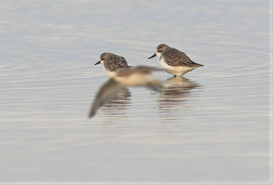 SANDPIPER - SPOON-BILLED SANDPIPER - Calidris pygmeus - PAK THALE 16 & 19 OCTOBER 2021 (67).jpg