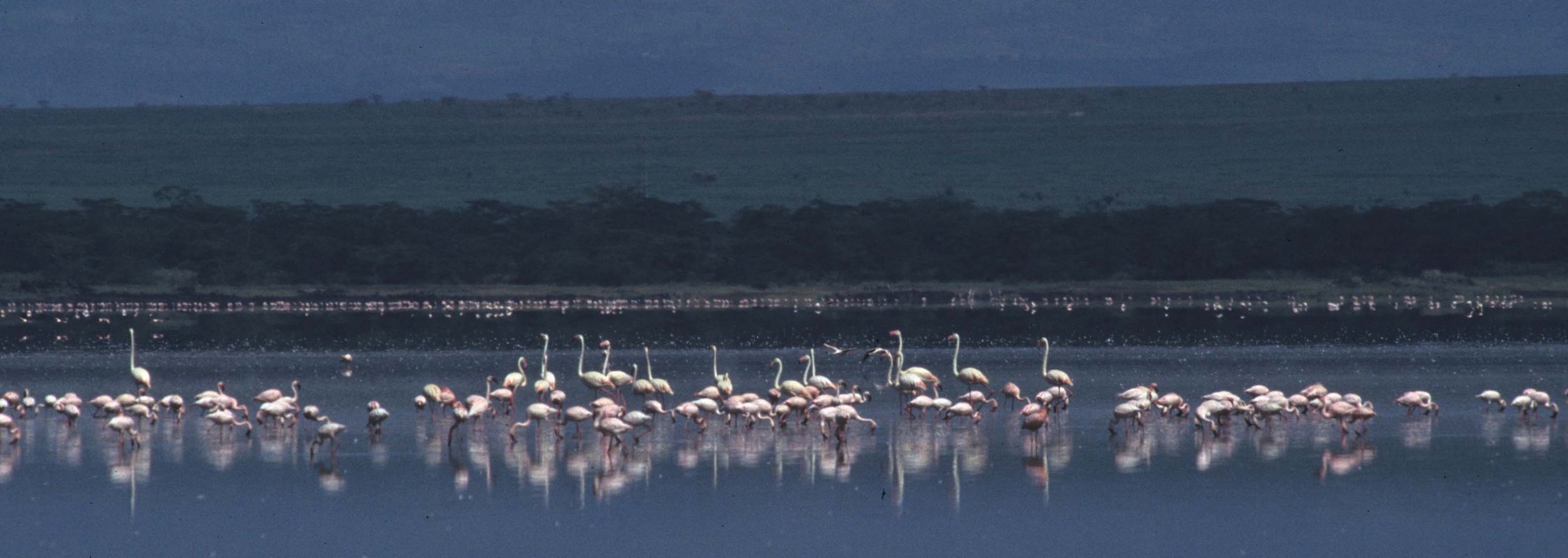 BIRDS - FLAMINGO - GREATER AND LESSER - ELEMENTAITA A.jpg