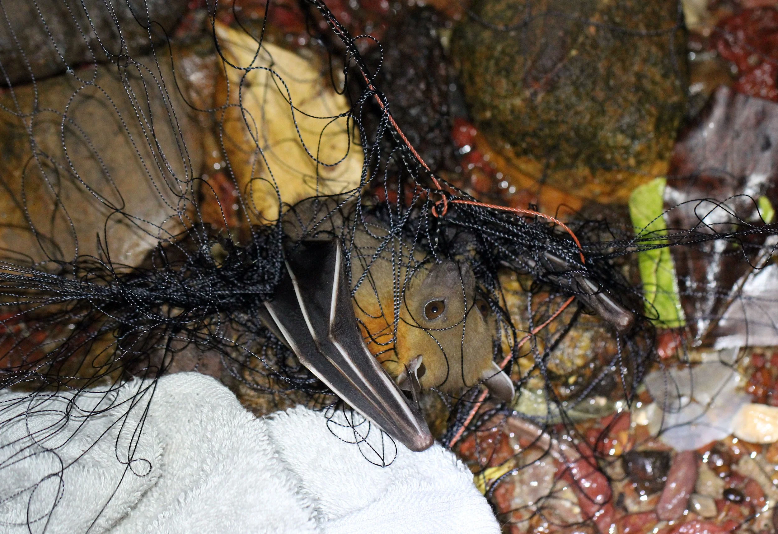 Cynopterus brachyotis - SUNDA SHORT-NOSED FRUIT BAT -  BATS IN NETS - KOH LANTA THAILAND (6).JPG