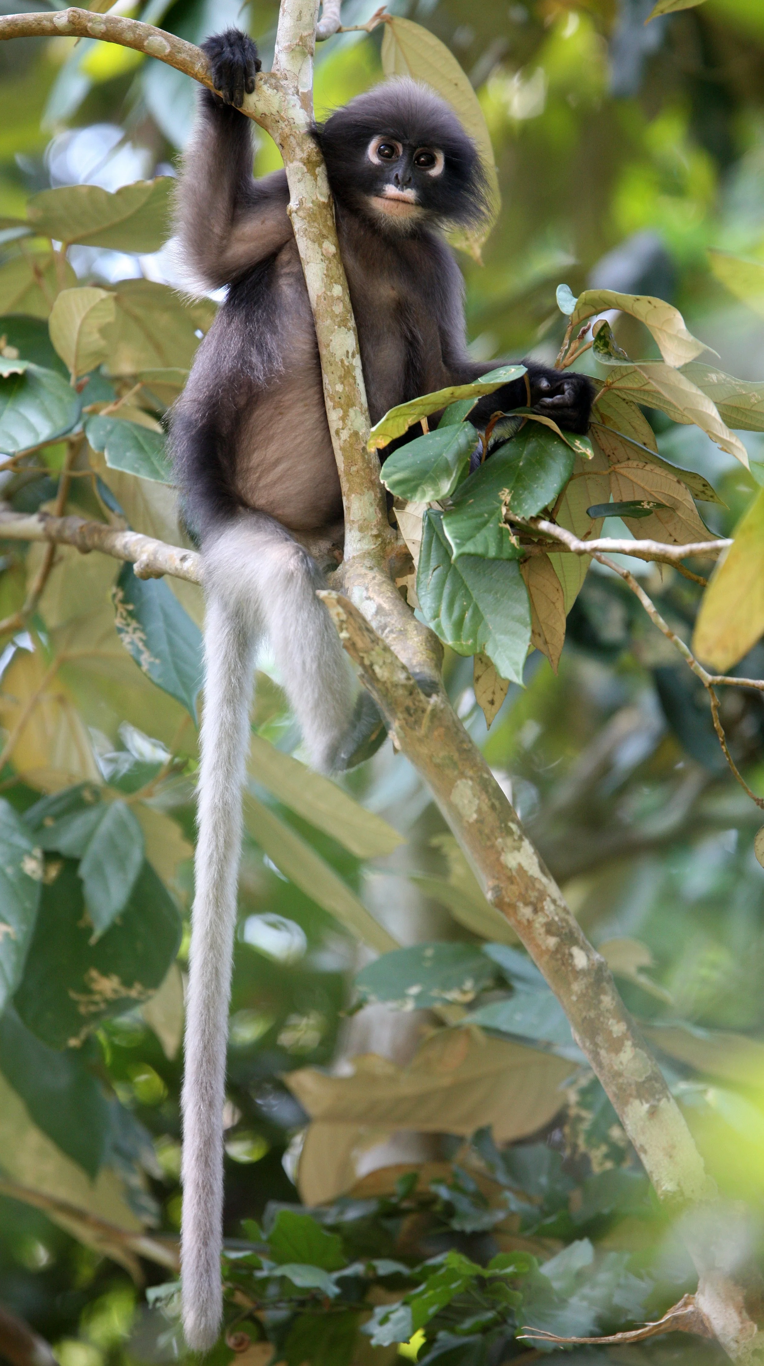 CERCOPITHECIDAE - Trachypithecus obscurus flavicauda - BLOND-TAILED (DUSKY) LANGUR - KAENG KRACHAN NP THAILAND (35).JPG