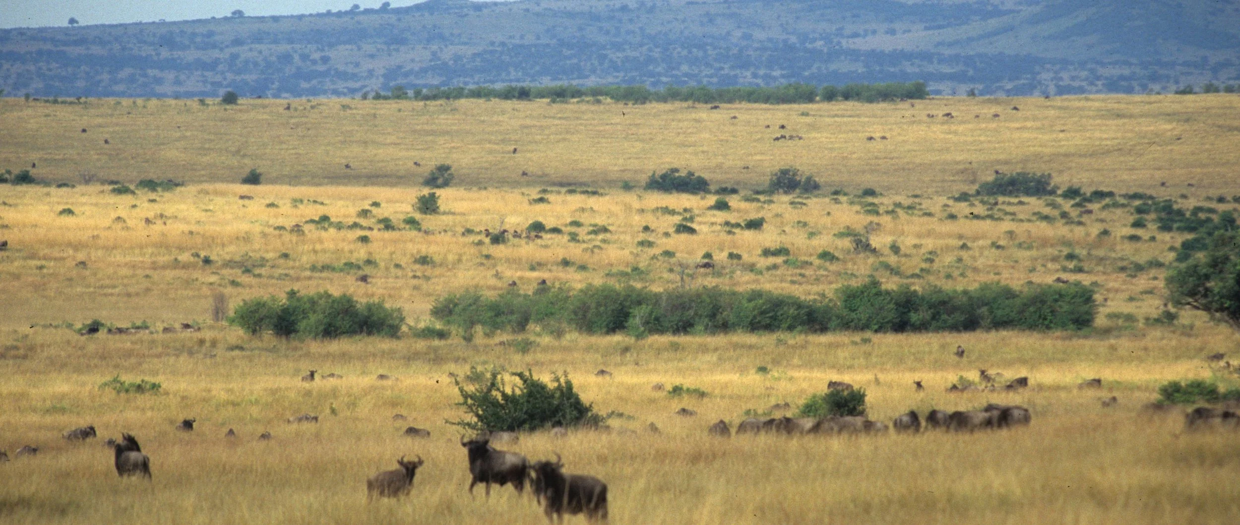 BOVID - WILDEBEEST- GREY - SERENGETI (17).jpg
