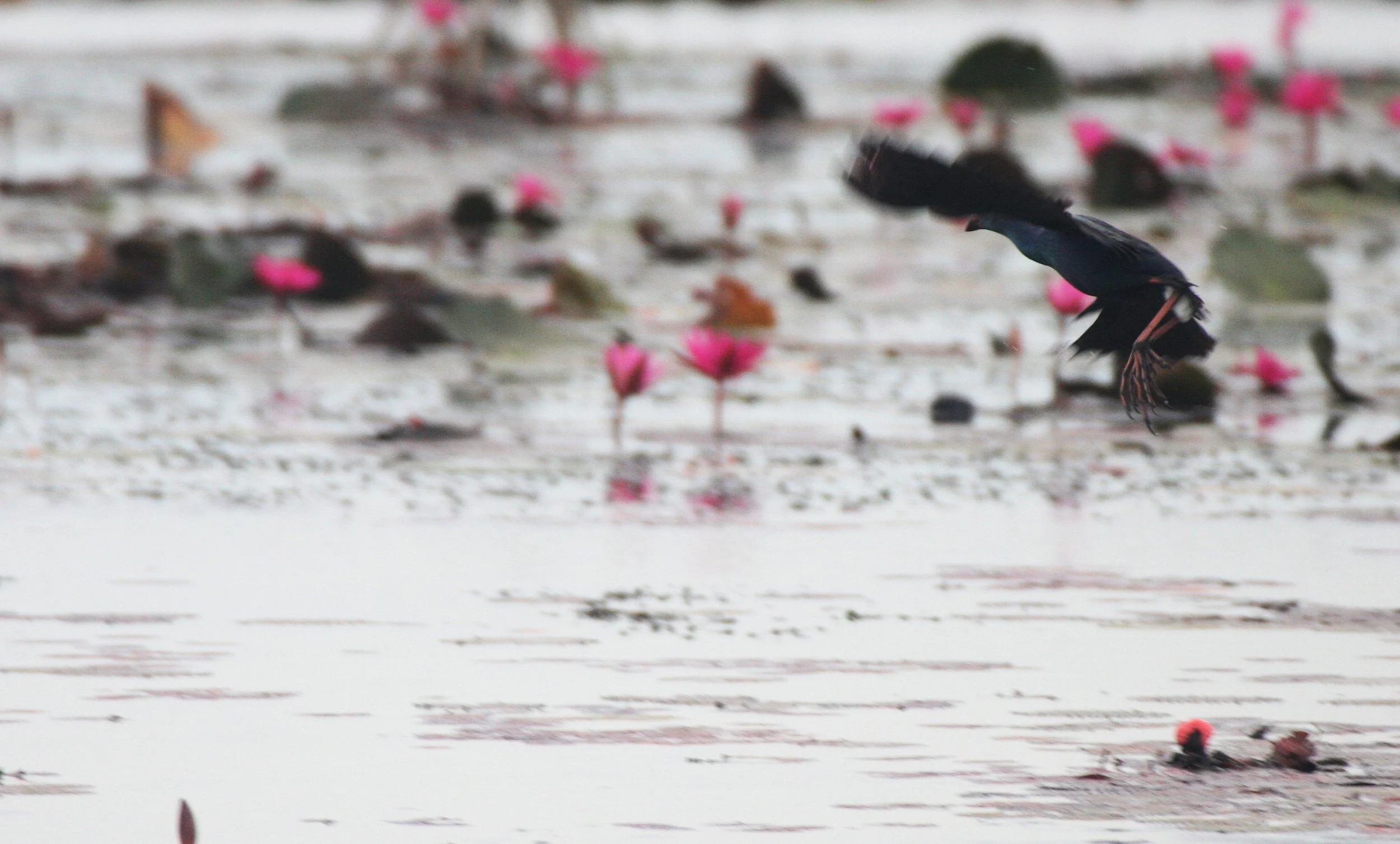 Purple Swamphen (Porphyrio porphyrio) Bueng Boraphet Wetlands Thailand (7).JPG