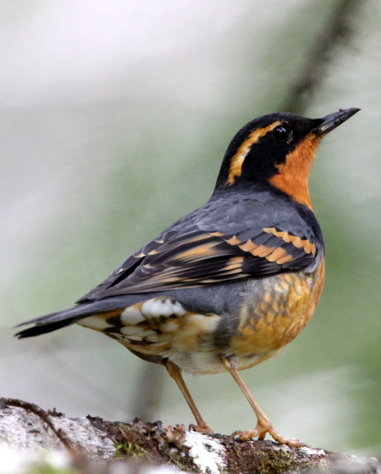 Varied Thrush (Ixoreus naevius) Crescent Lake Olympic National Park Washington (5).JPG
