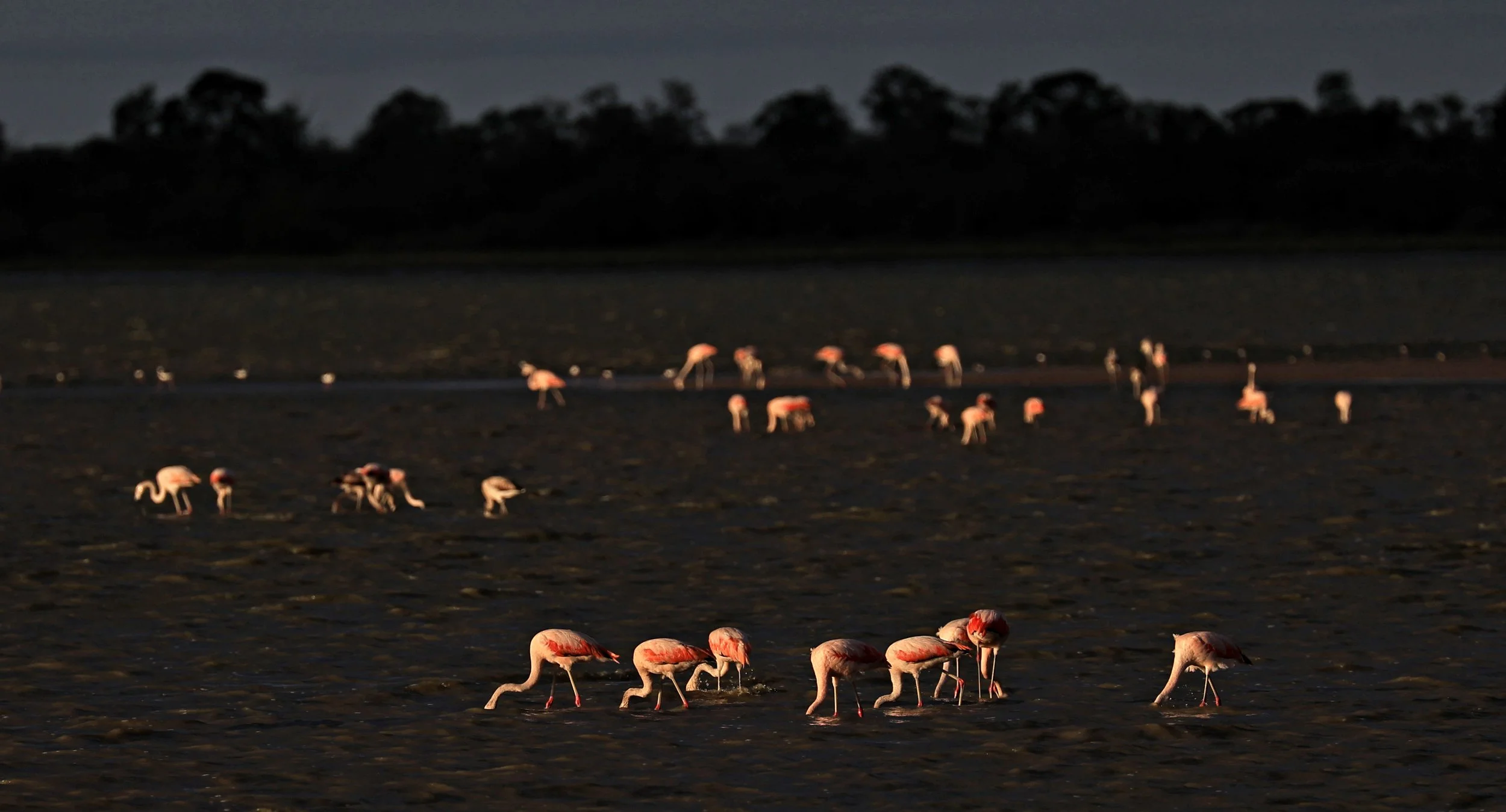 Chilean Flamingo (Phoenicopterus chilensis) Chaco Lodge & Laguna Salada Paraguay (89).jpg