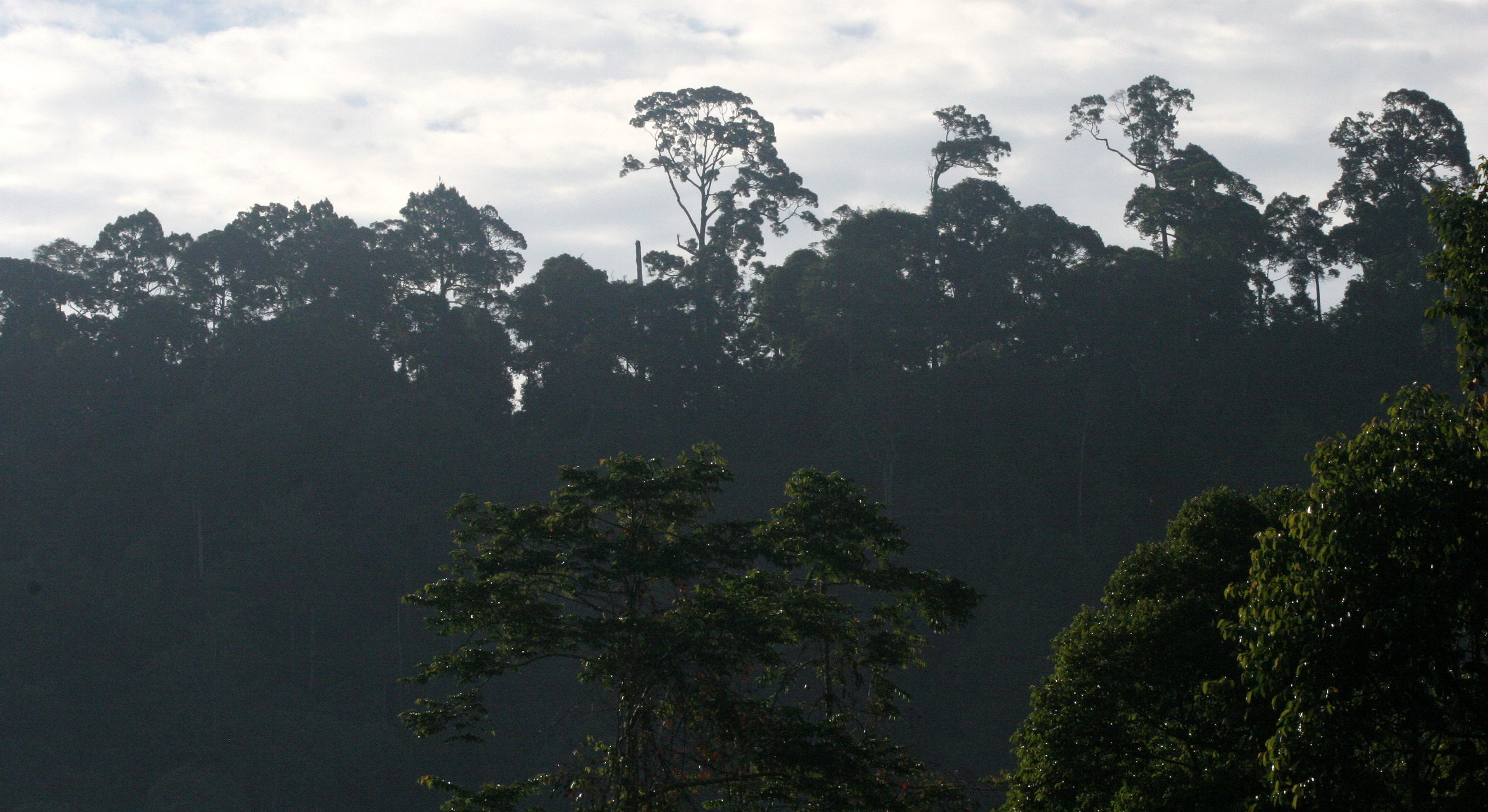 TABIN WILDLIFE RESERVE BORNEO - FOREST VIEW (2).JPG