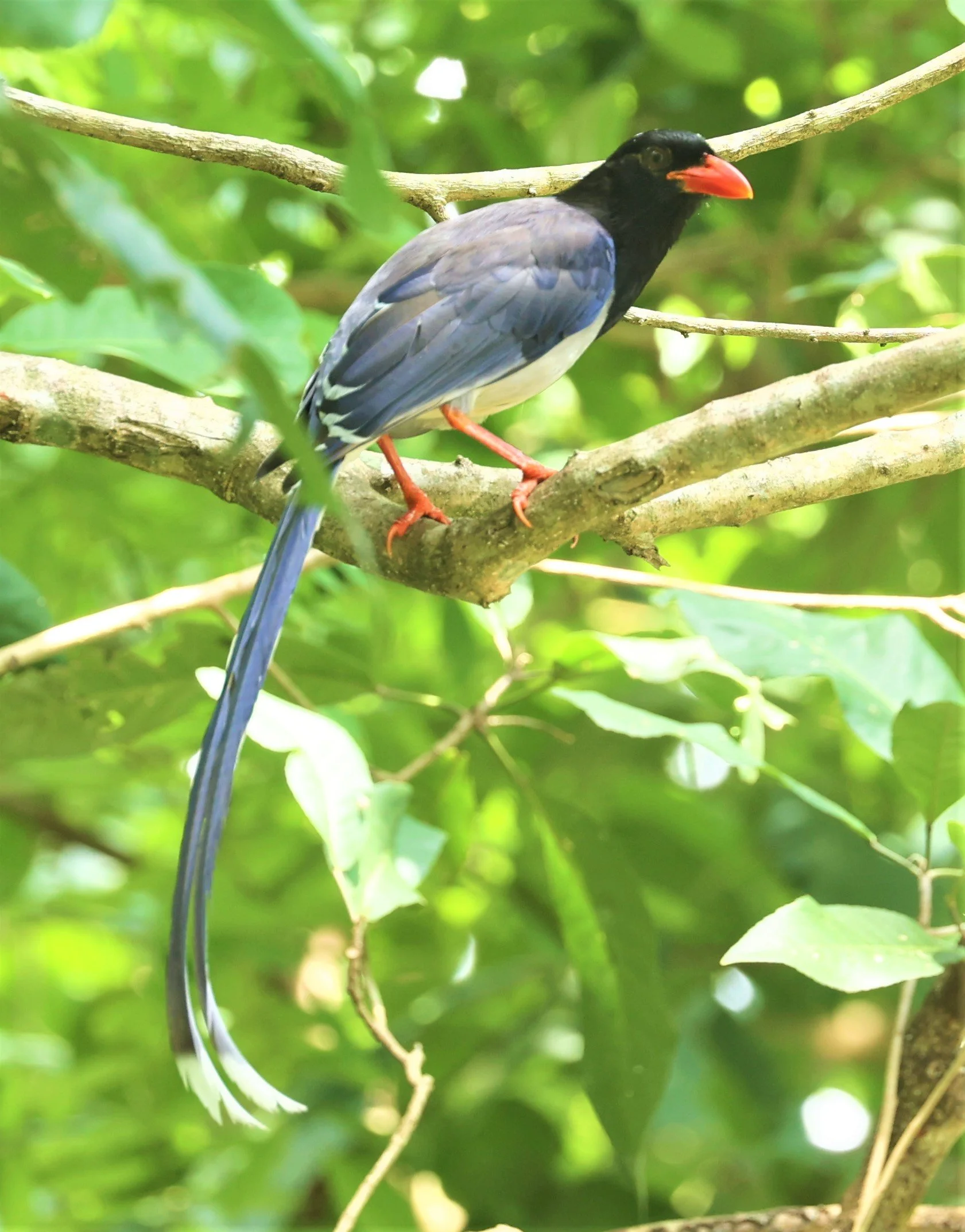 MAGPIE - BLUE MAGPIE - Urocissa erythrorhyncha - HUAI KHA KHAENG WILDLIFE SANCTUARY MAY 1 2022 (31).jpg