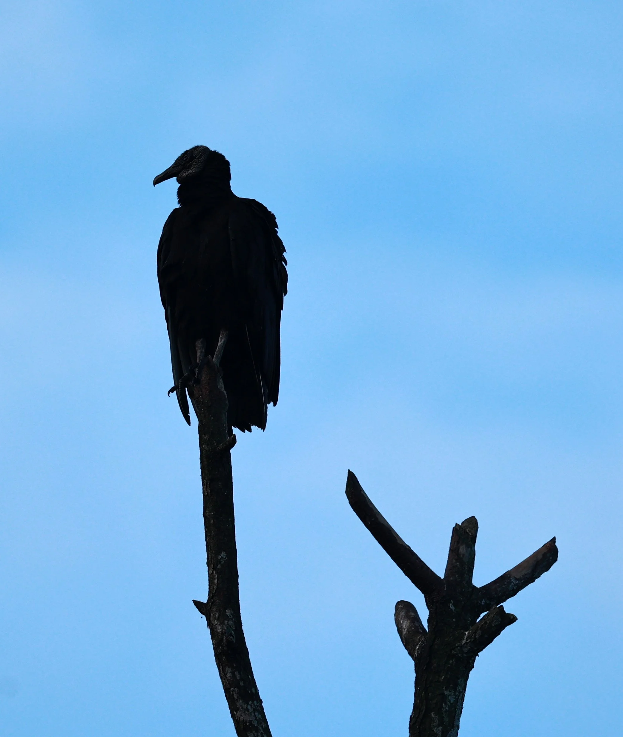 Black Vulture (Coragyps atratus) Superagüi National Park, Brazil (1).jpg