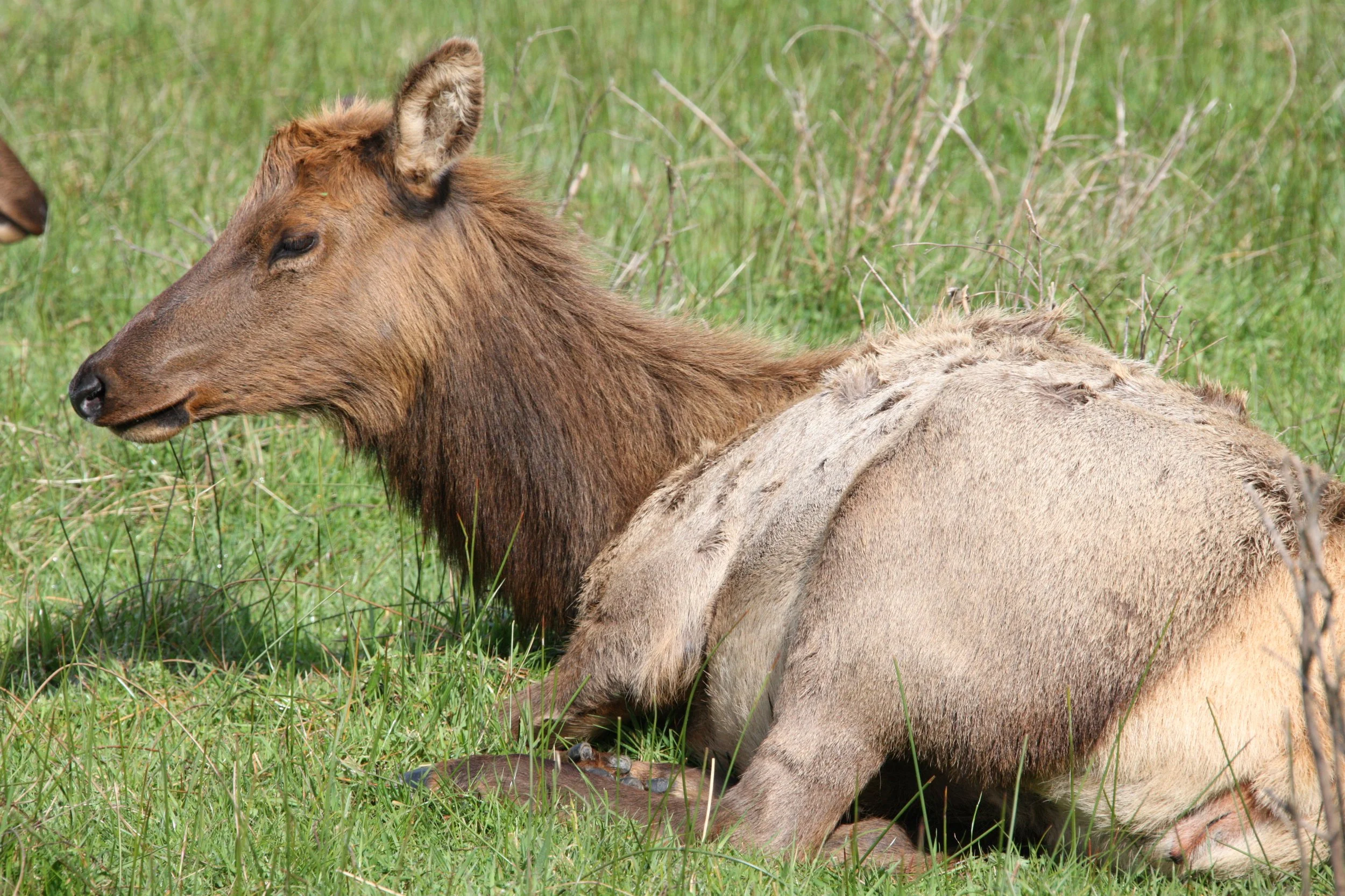 CERVID - ELK - ROOSEVELT ELK - PRAIRIE CREEK STATE PARK CALIFORNIA (3).JPG