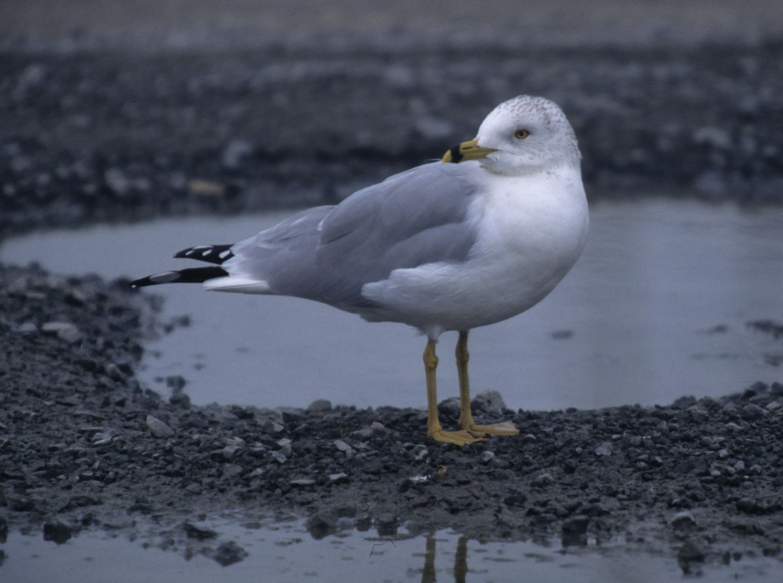 BIRD - GULL - RING-BILLED - BODEGA BAY.jpg
