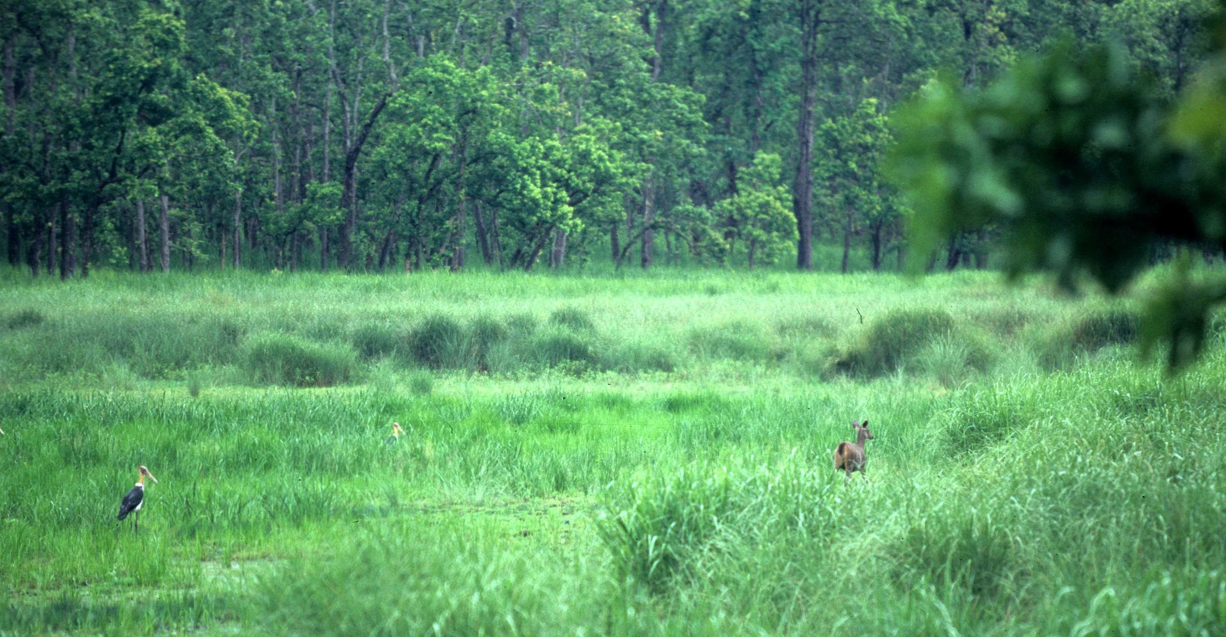STORK - LESSER ADJUTANT STORK - Leptoptilos javanicus - IN CHITWAN WITH SAMBAR DEER - NEPAL.jpg