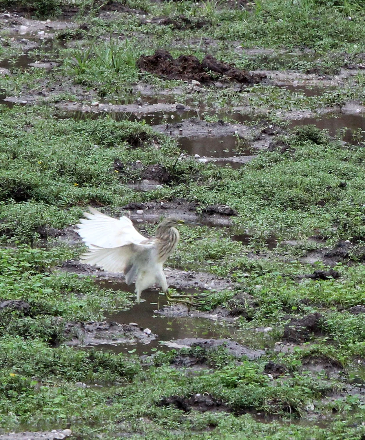 HERON - SQUACCO HERON - Ardeola ralloides - DZANGA BAI - DZANGA NDOKI NP CENTRAL AFRICAN REPUBLIC (4).JPG