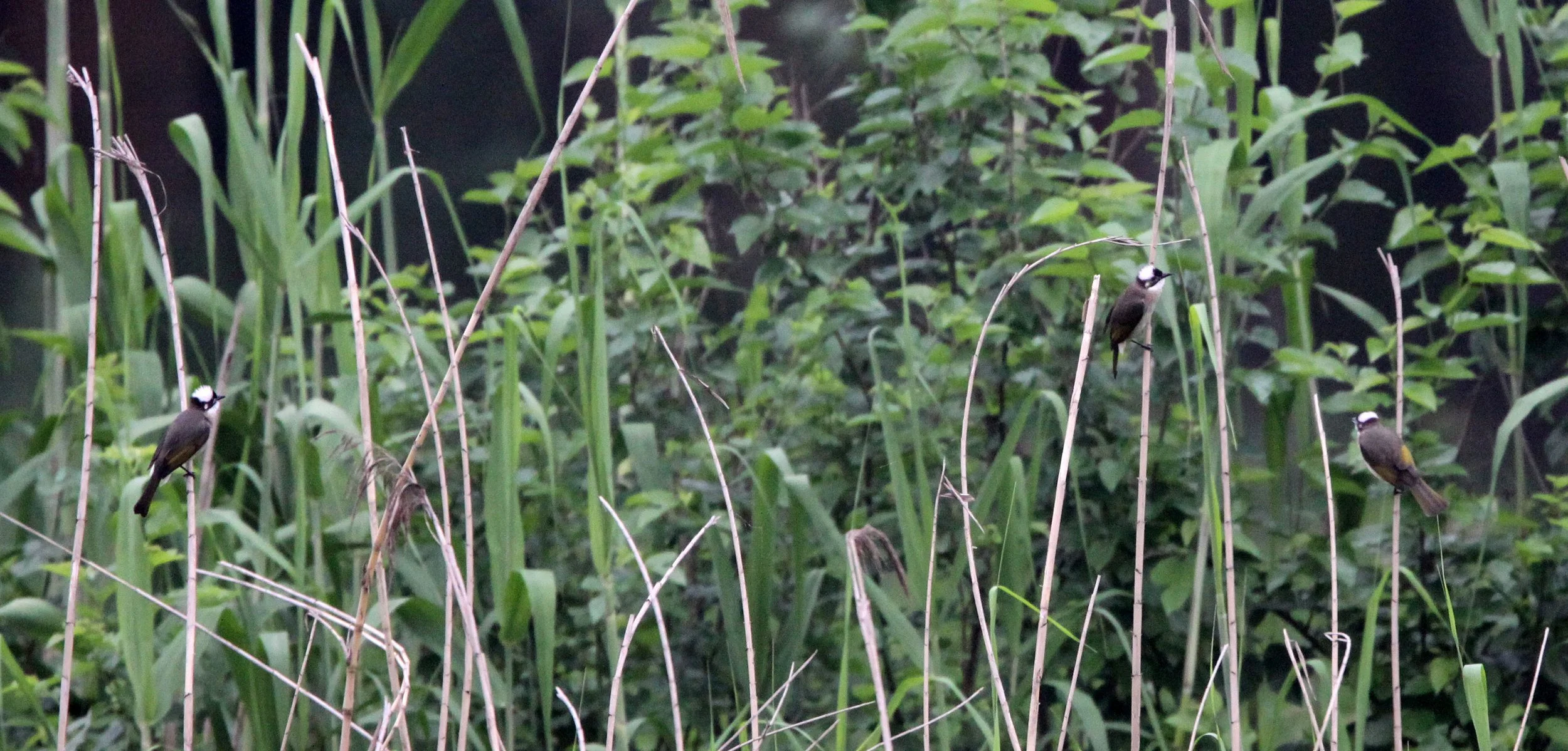 BULBUL - CHINESE BULBUL - Pycnonotus sinensis - TONGLING RIVER DOLPHIN NATIONAL NATURE RESERVE - YUZHOU ISLAND (6).JPG