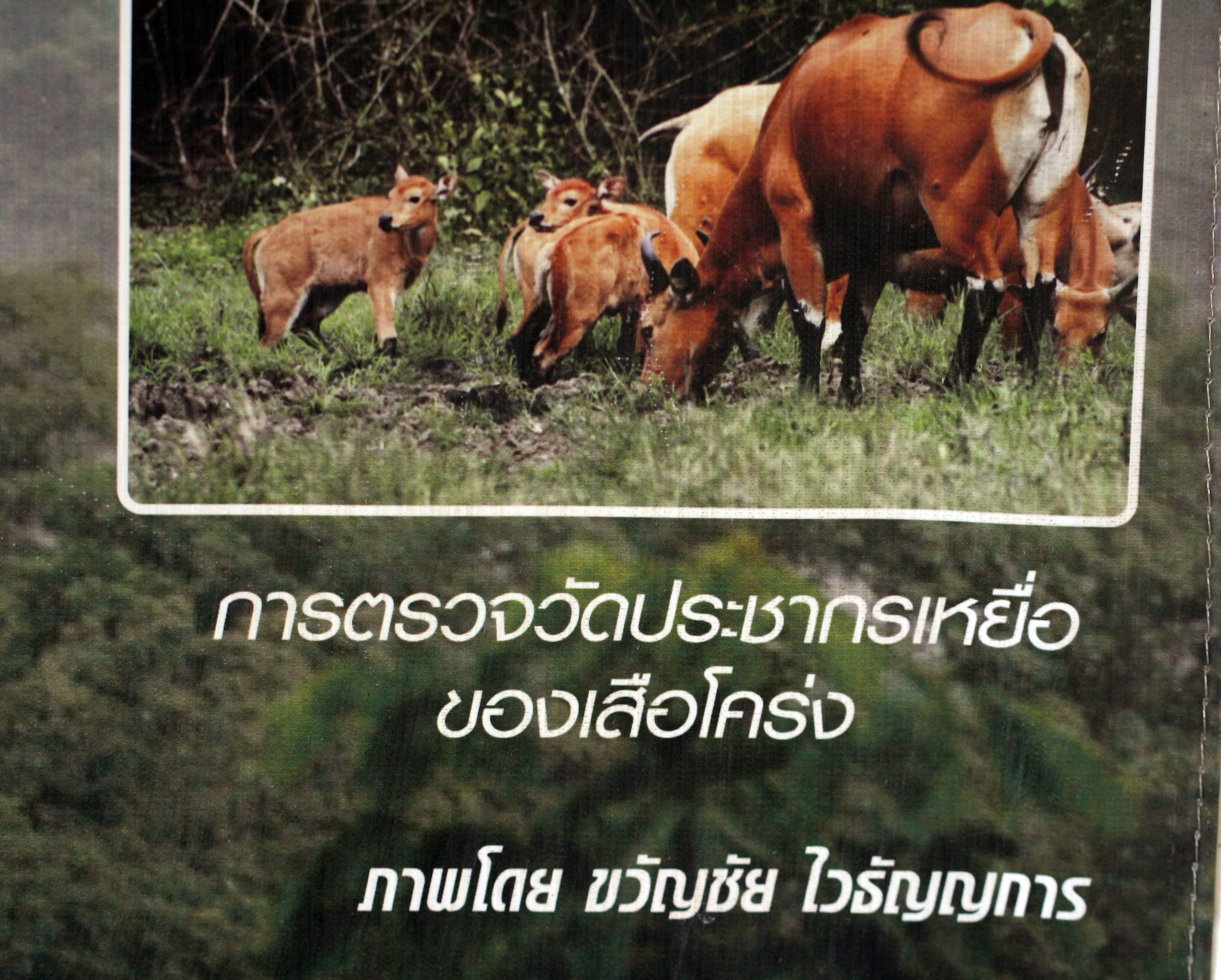 2014 Huai Kha Khaeng Bruce Kekule Trip (92).JPG