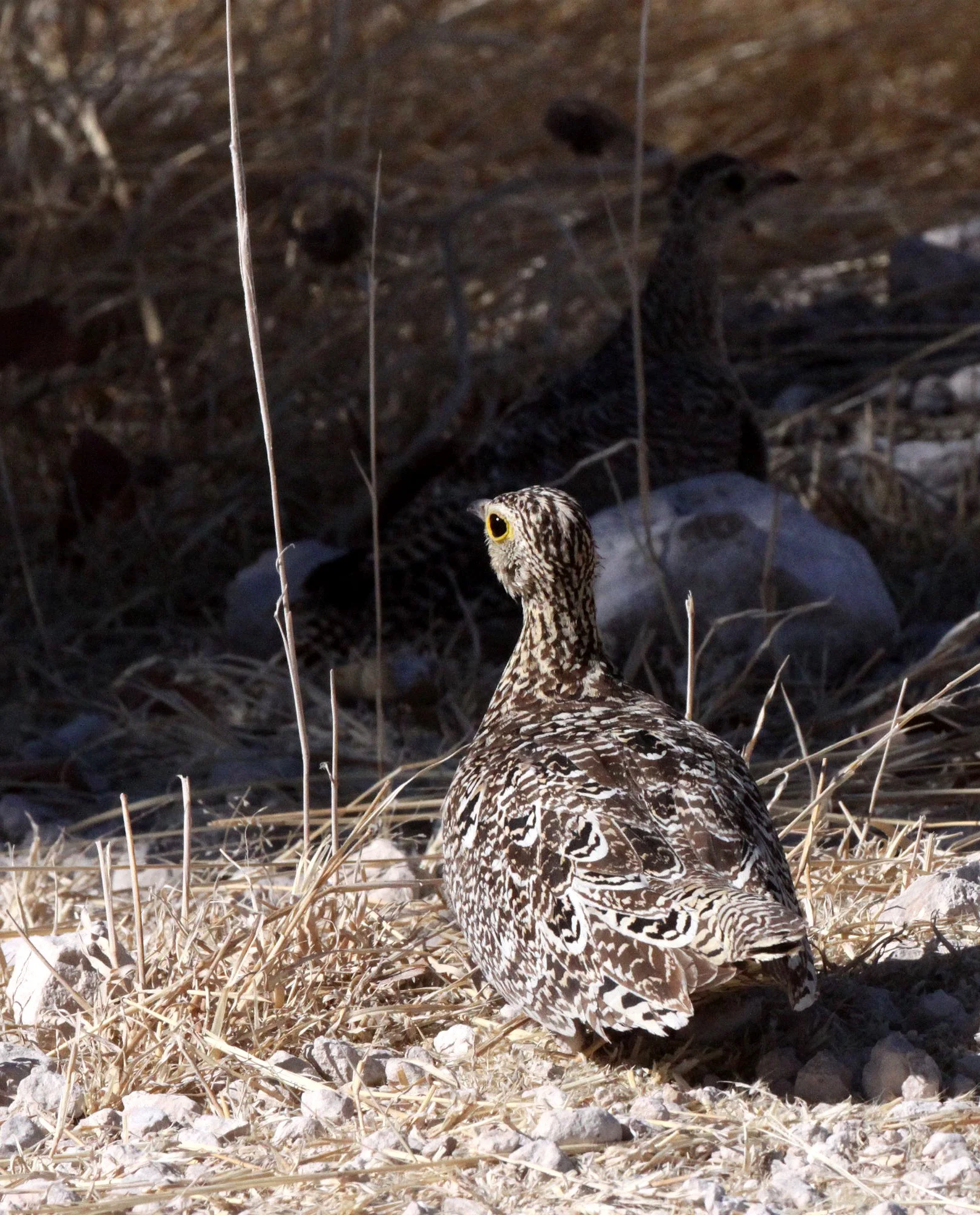 Double-banded Sandgrouse (Pterocles bicinctus) Etosha NP Namibia (7).JPG