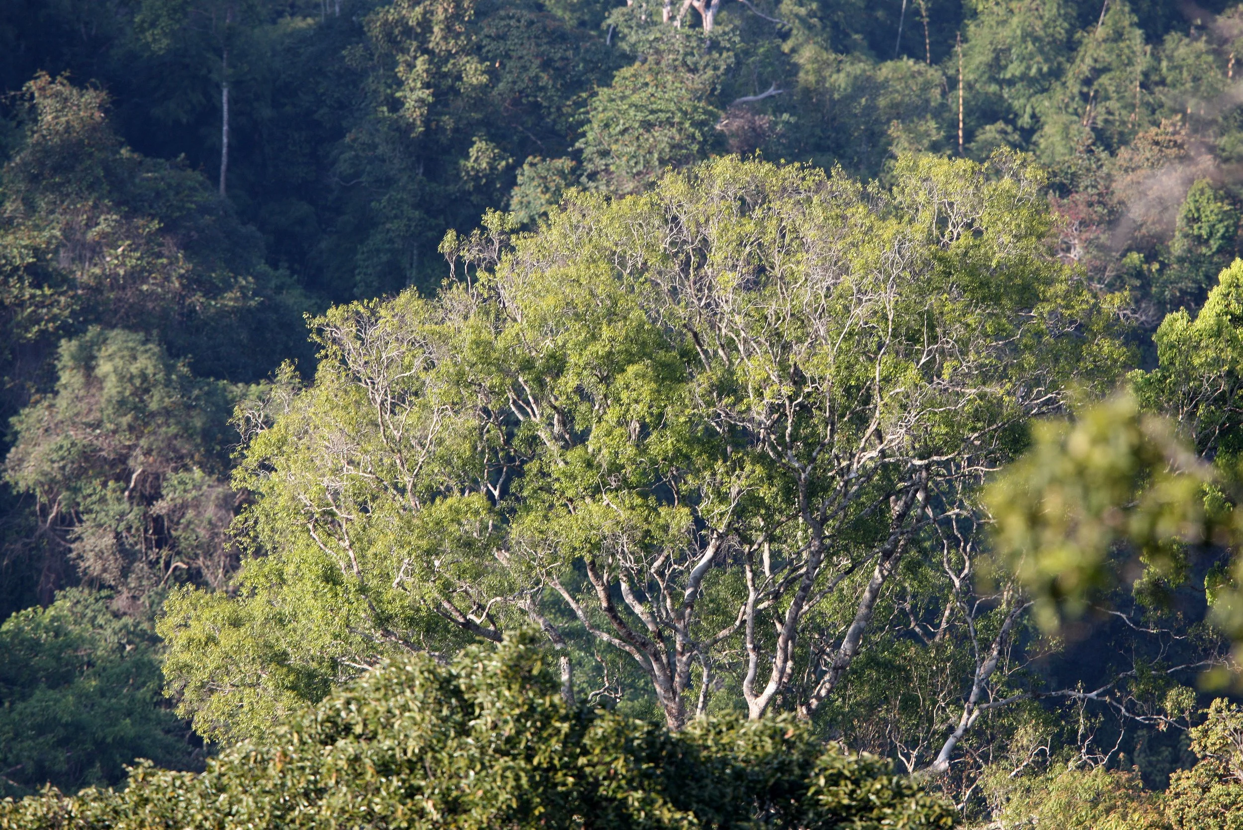 KAENG KRACHAN NP THAILAND - FOREST SCENES (4).JPG