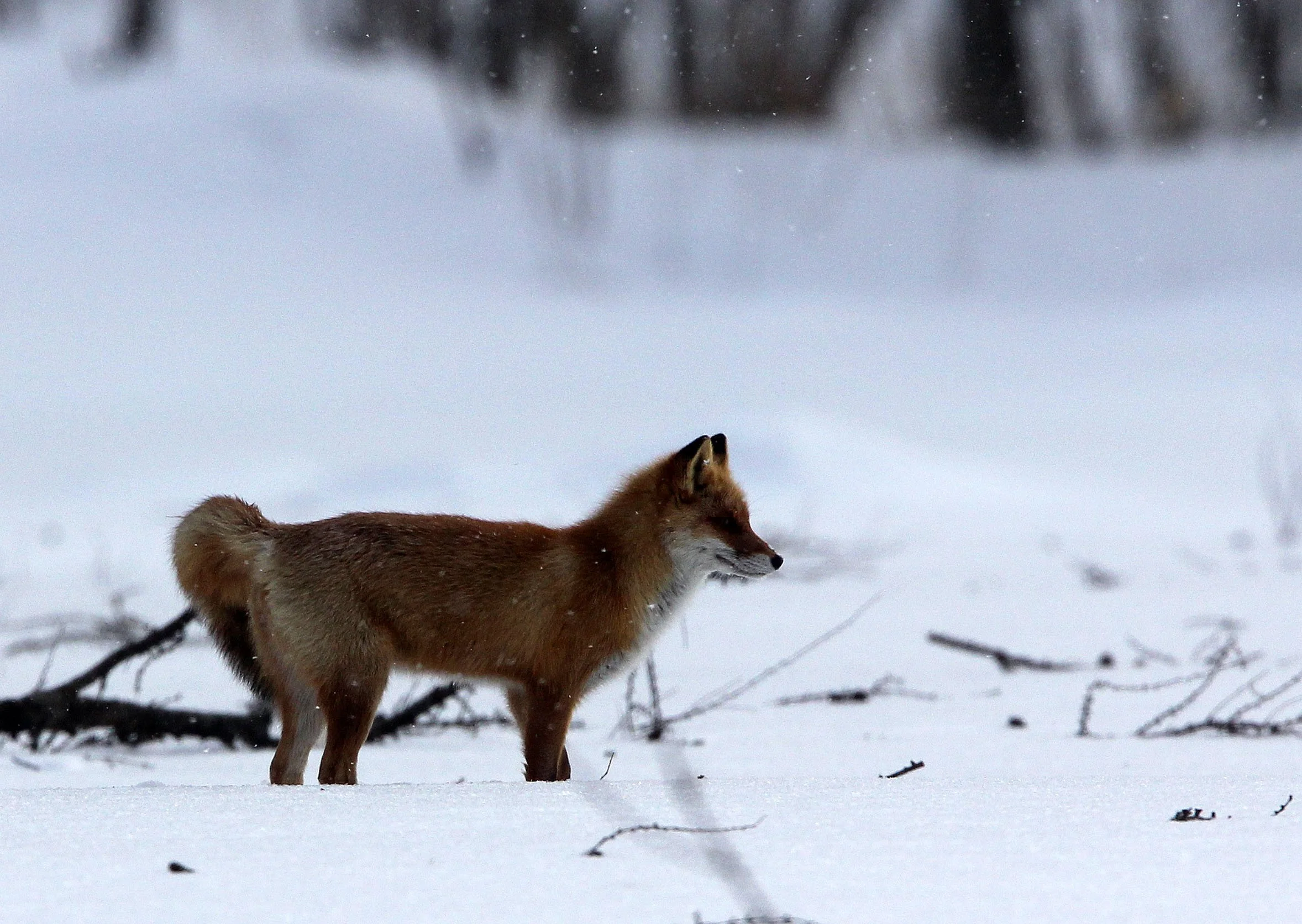 FOX - Vulpes vulpes schrencki - HOKKAIDO RED FOX - TSURUI HOKKAIDO (39).JPG