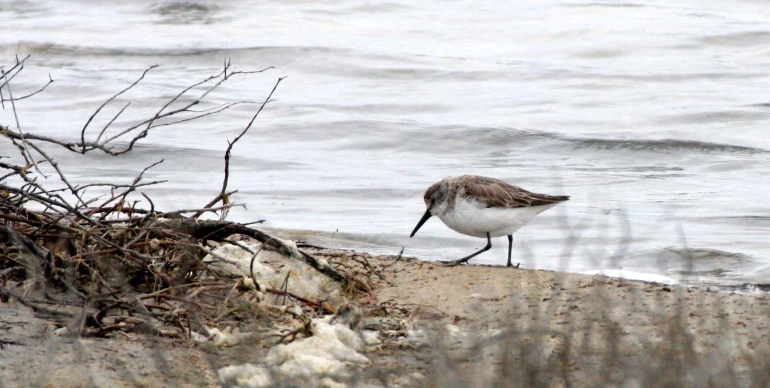 BIRD - YELLOWLEGS - GREATER YELLOWLEGS - TRINGA MELANOLEUCA - OJO DE LIEBRE LAGOONS BAJA MEXICO (21).JPG