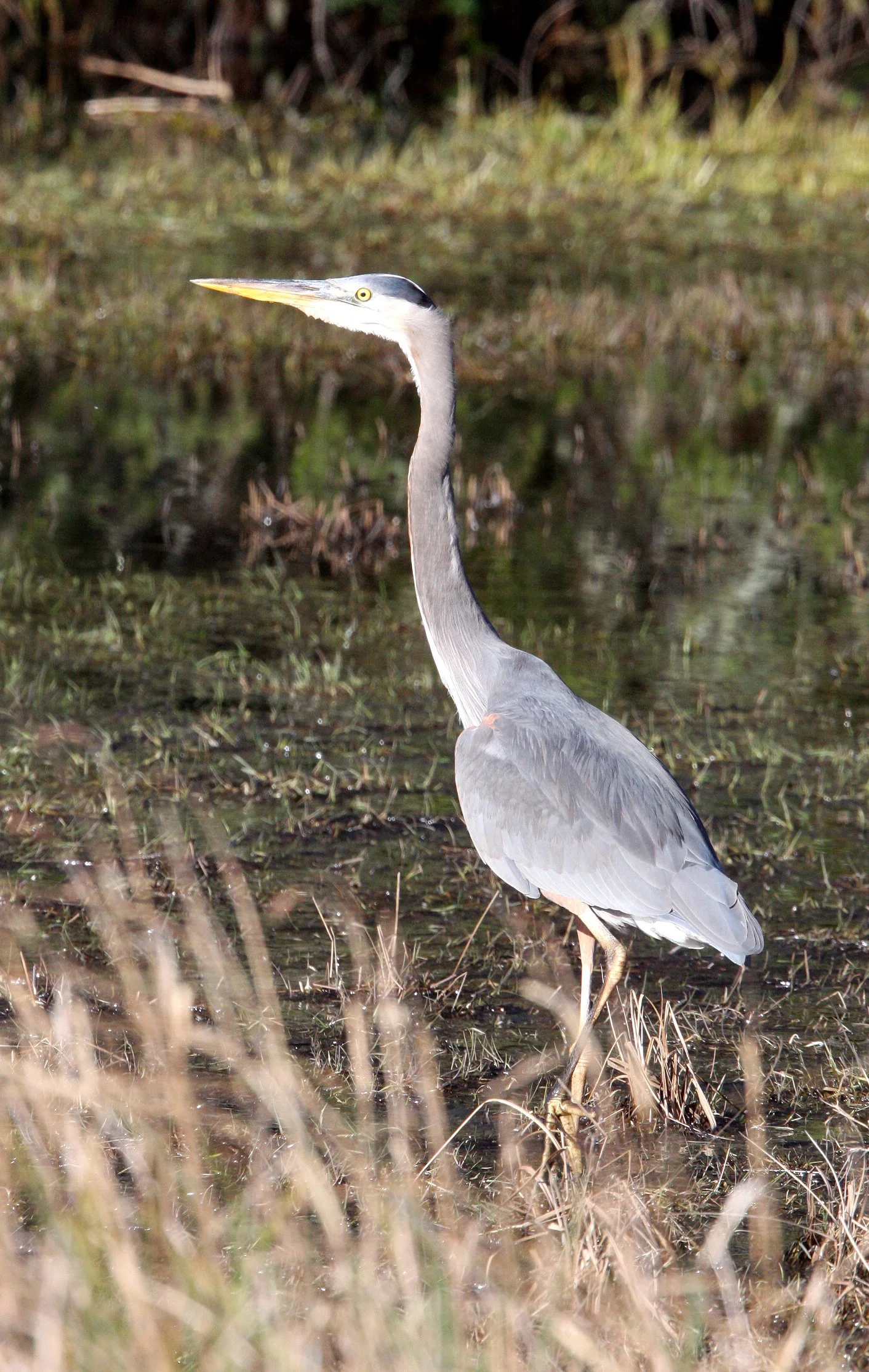 HERON - GREAT BLUE HERON- Ardea herodias - CAPE FLATTERY WASHINGTON (21).JPG