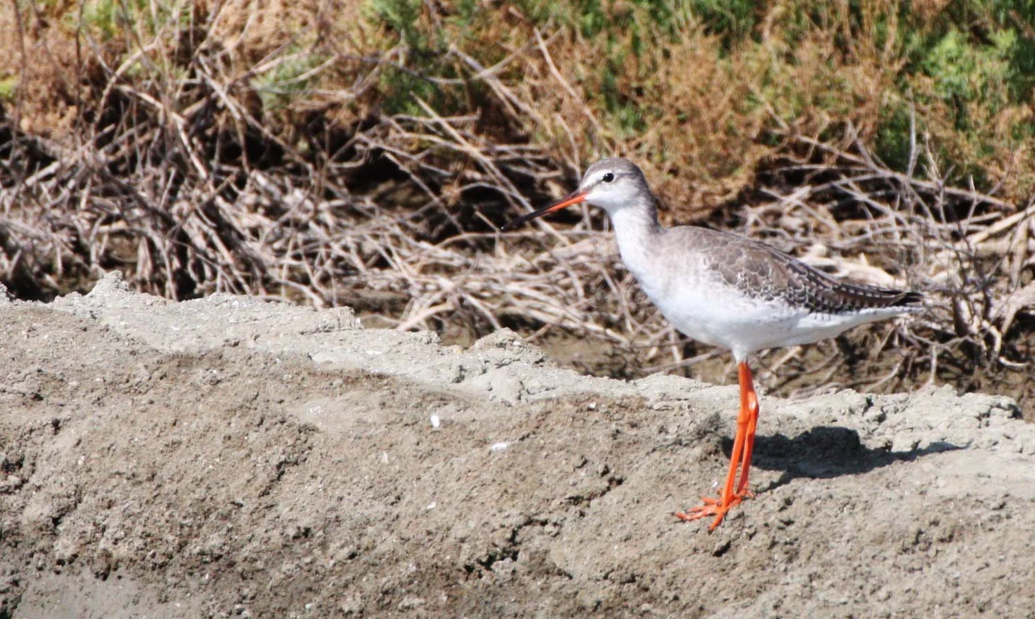 BIRD - REDSHANK - COMMON REDSHANK - TRINGA TOTANUS - SOUTH OF BKK - CHRISTMAS IN THAILAND TRIP 2008 (2).JPG