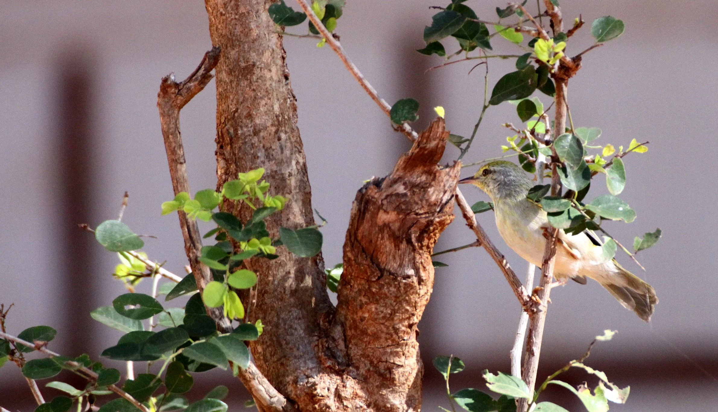 BIRD - JERY - STRIPE-THROATED JERY - NEOMIXIS STRIATIGULA - BERENTY RESERVE MADAGASCAR (5).JPG