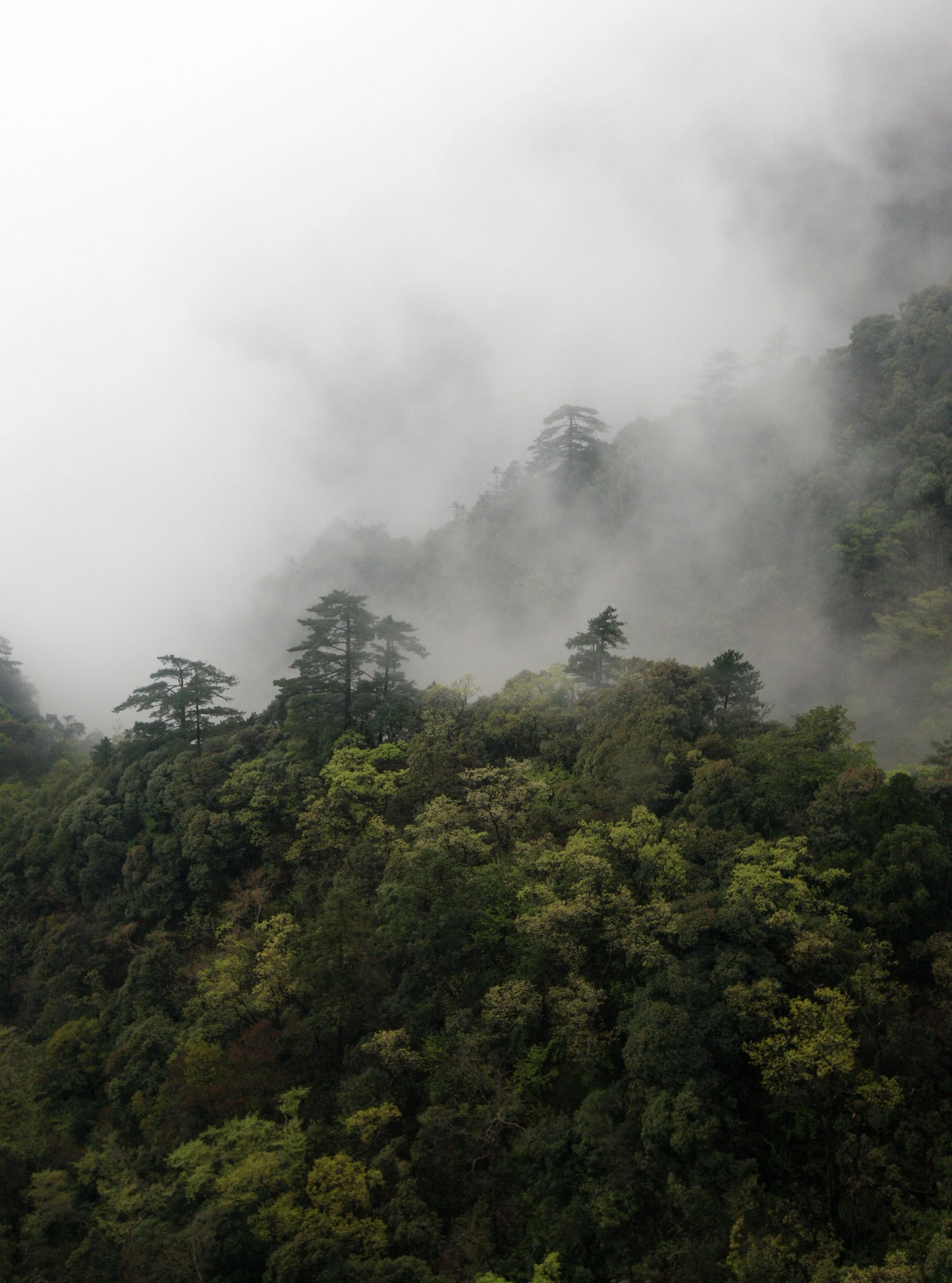 HUANGSHAN NATIONAL PARK ANHUI PROVINCE CHINA (251).JPG