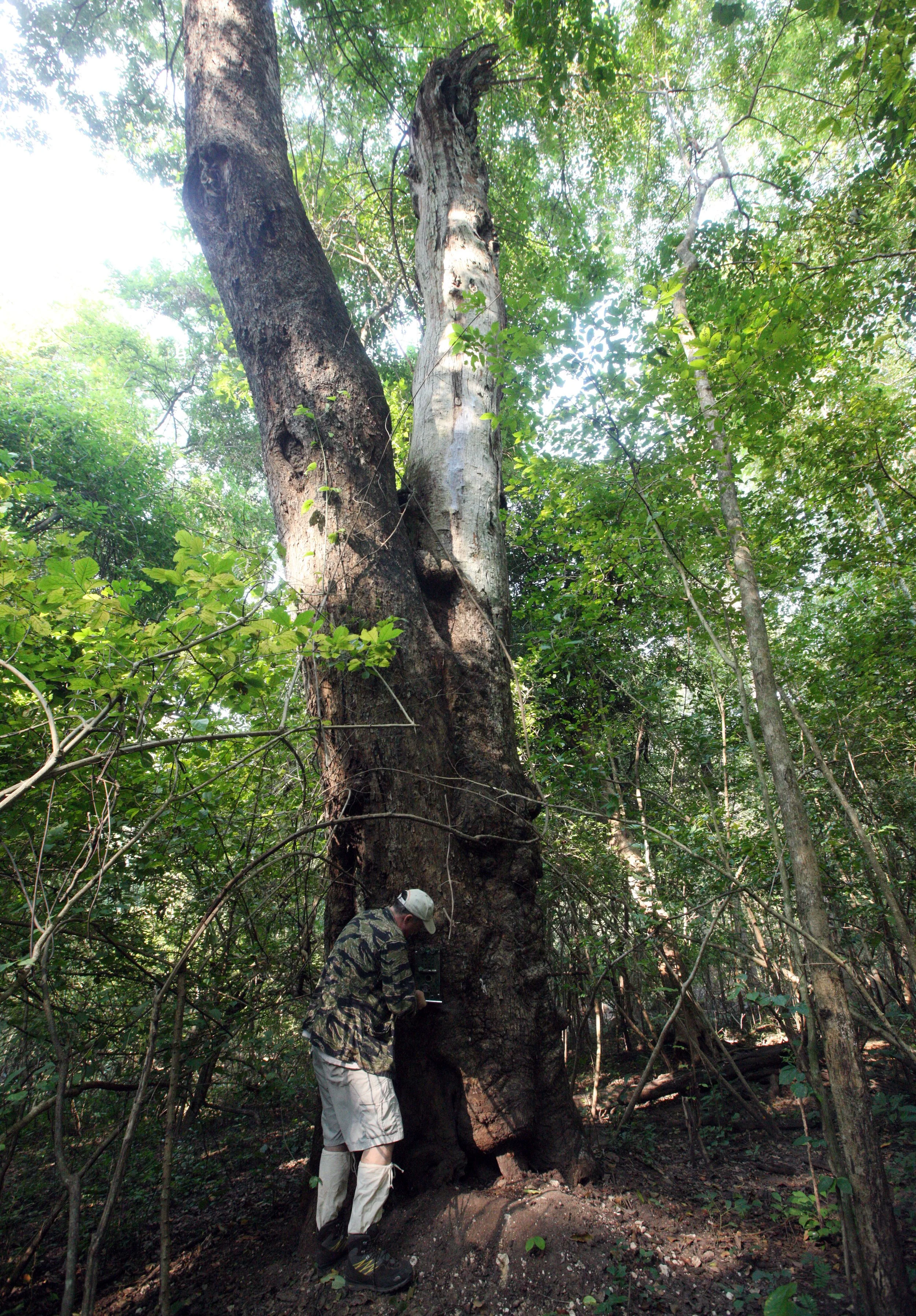 2014 Huai Kha Khaeng Bruce Kekule Trip (100).JPG