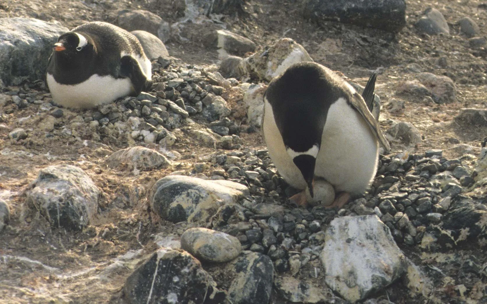 Gentoo Penguin (Pygoscelis papua) Antarctic Peninsula New Chick (9).jpg