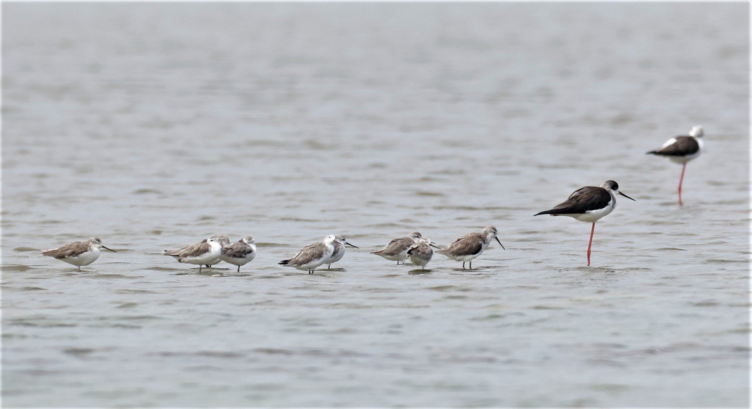 SANDPIPER - MARSH SANDPIPER - Tringa stagnalis - PAK THALE 16 & 19 OCTOBER 2021  (4).jpg