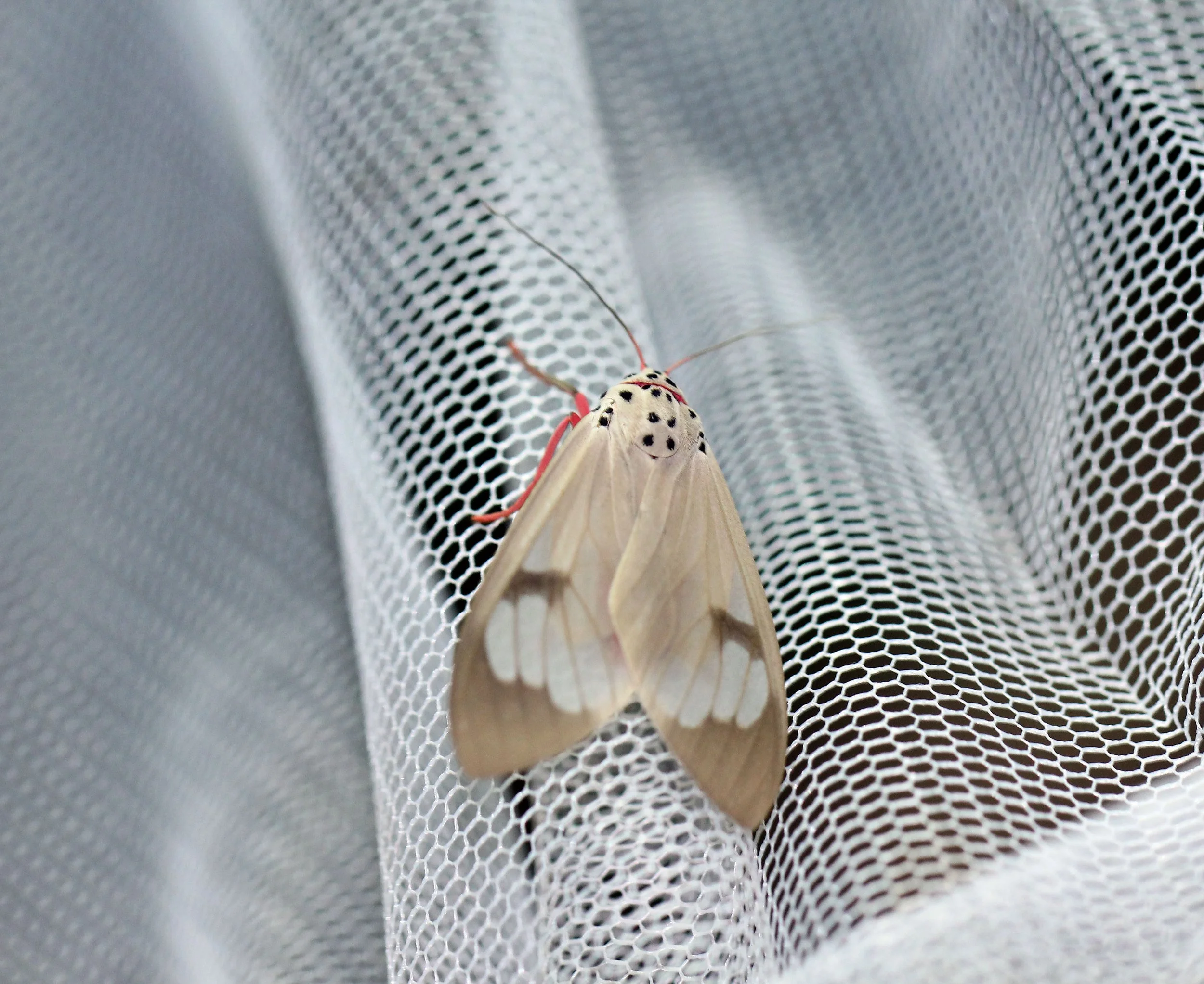 Arctiidea - Amerila astreus - Khao Yai NP, Thailand