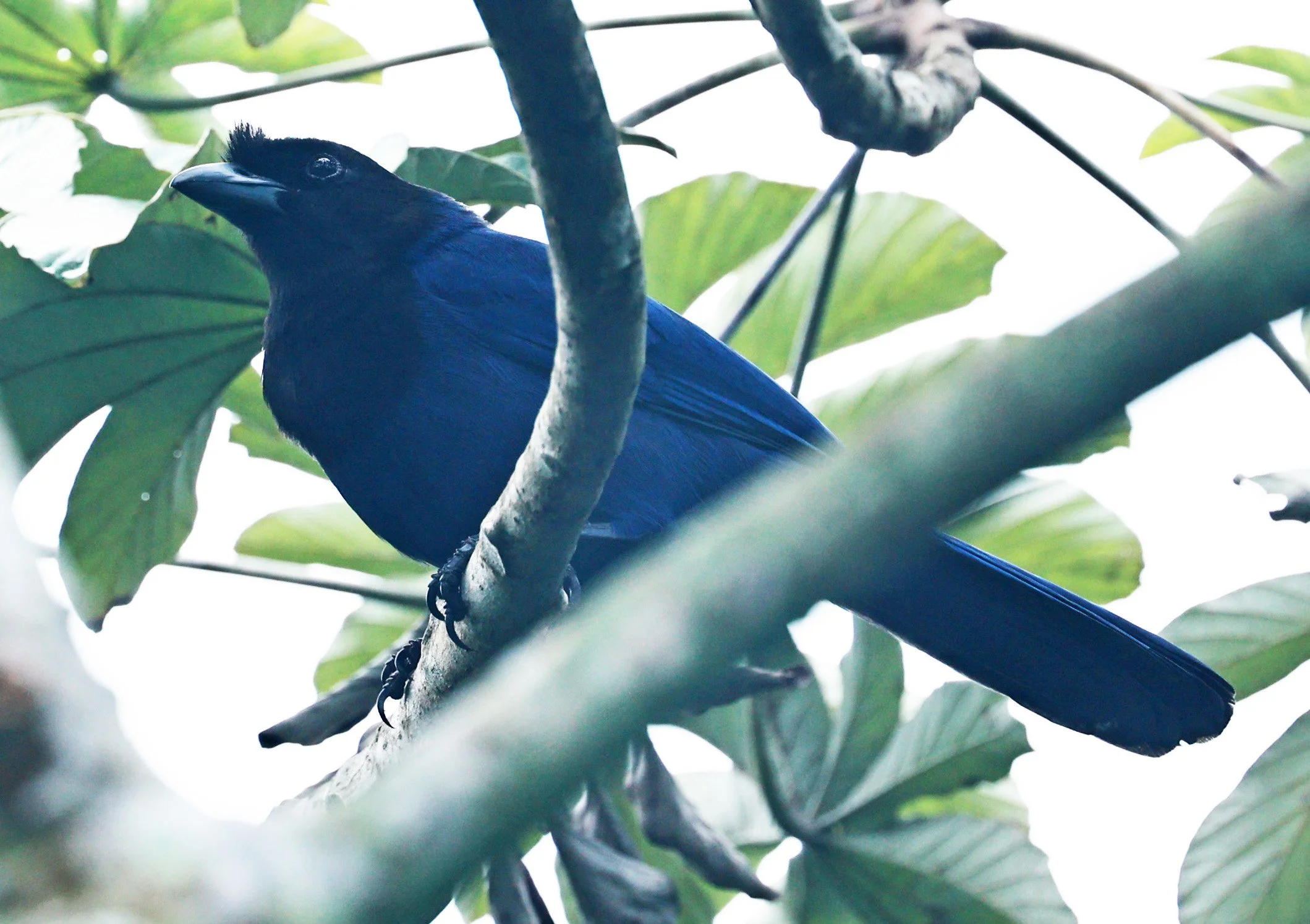 Azure Jay (Cyanocorax caeruleus) Superagui National Park, Brazil (11).jpg