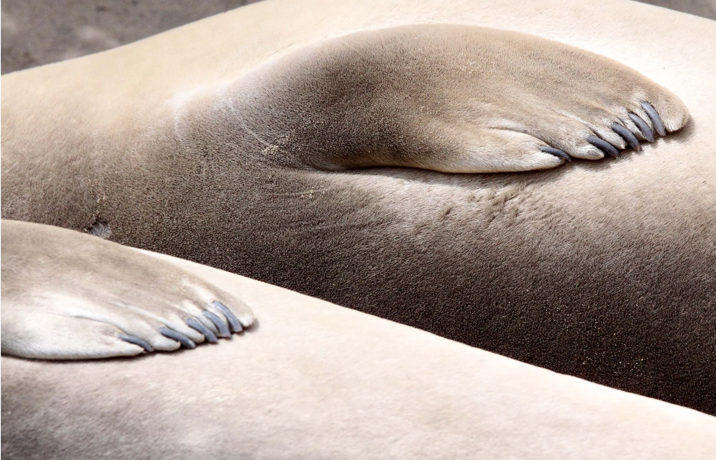 Mirounga angustirostris - NORTHERN ELEPHANT SEAL - ANO NUEVO RESERVE CALIFORNIA (48).JPG