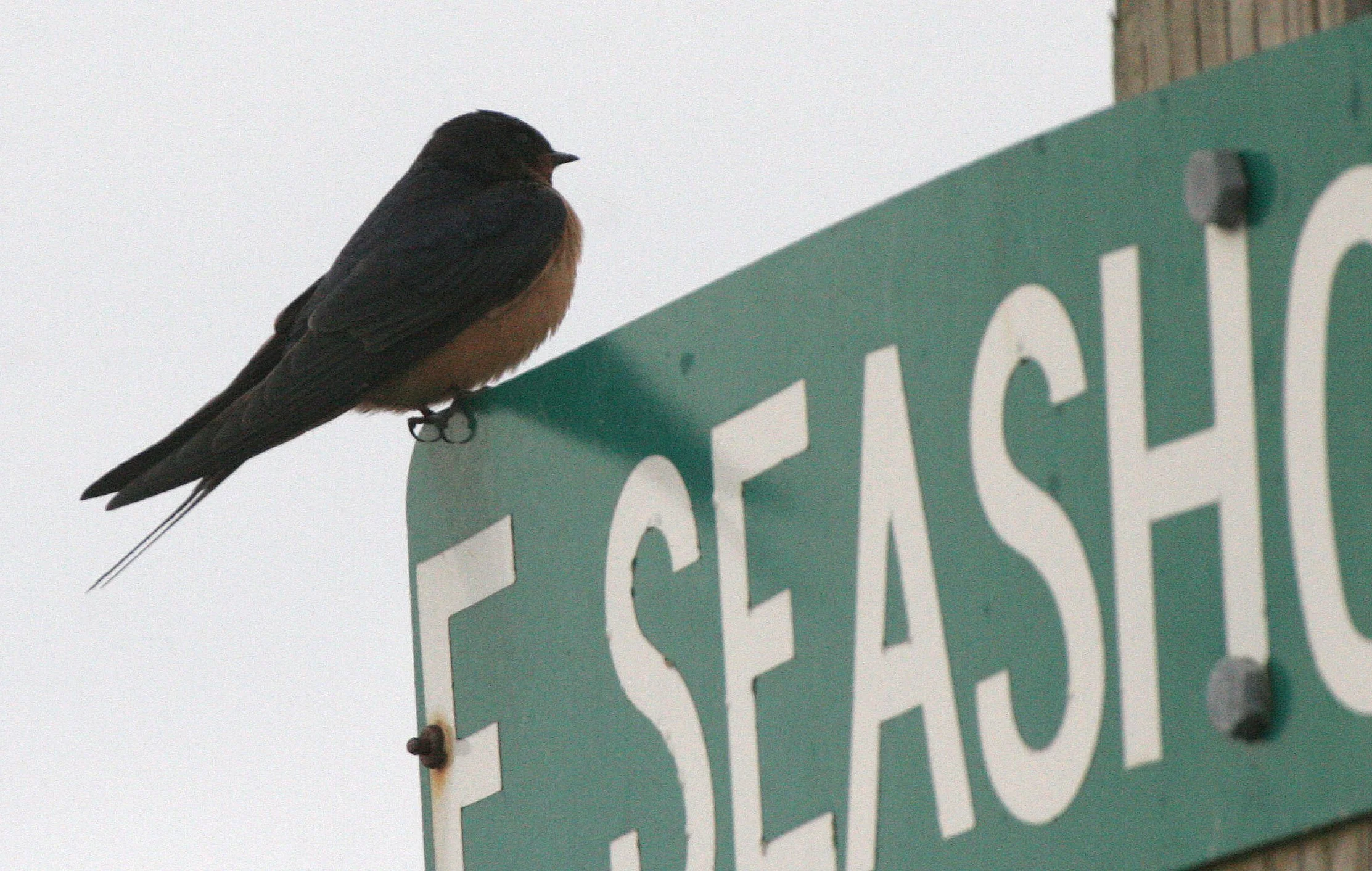 BIRD - SWALLOW - BARN SWALLOW - JAMESTOWN WA (5).JPG