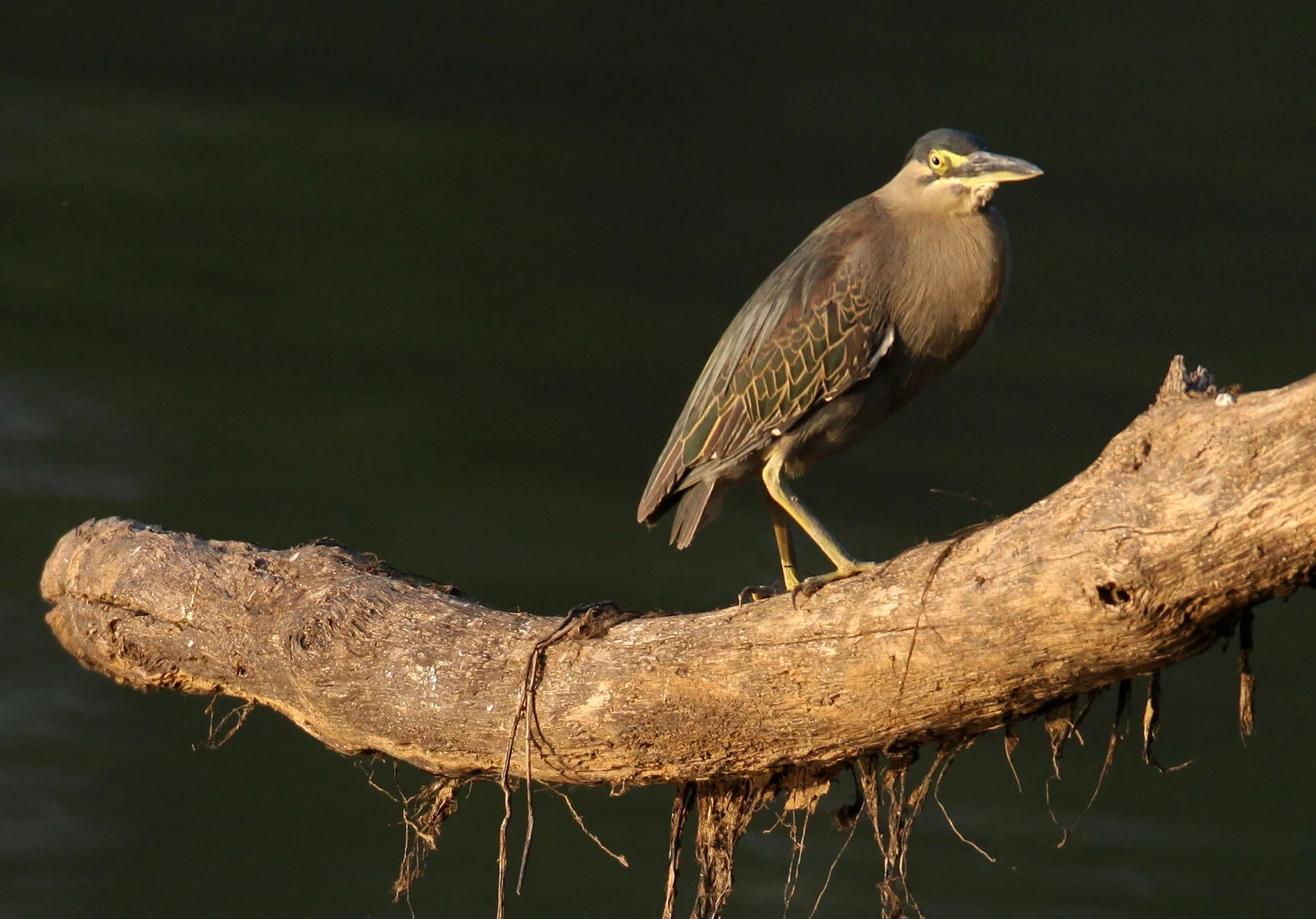 HERON - LITTLE HERON - Butorides striata - KAZIRANGA NATIONAL PARK ASSAM INDIA (5).JPG