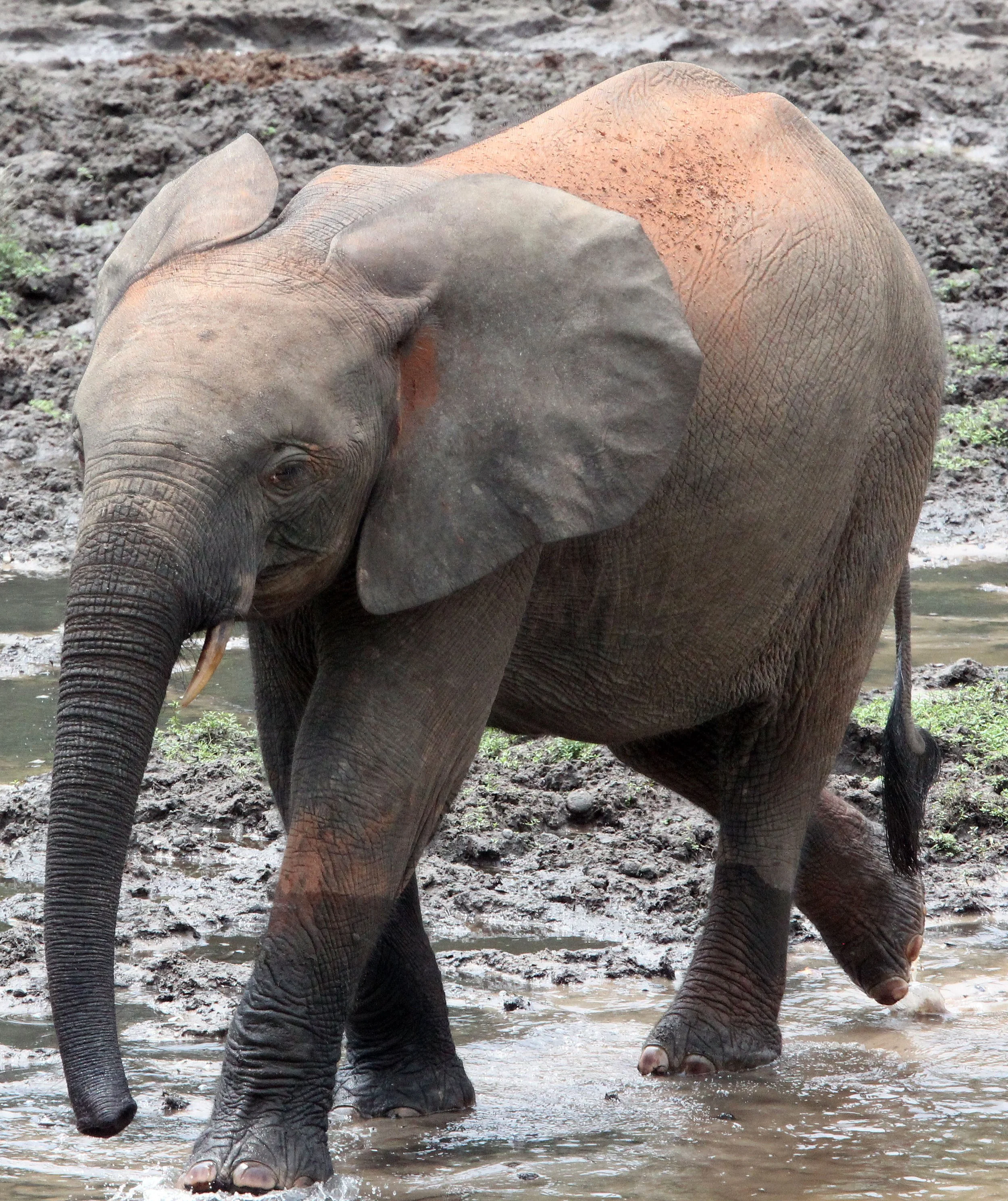 ELEPHANT - FOREST ELEPHANT - DZANGA BAI - DZANGA NDOKI NATIONAL PARK CENTRAL AFRICAN REPUBLIC (48).JPG