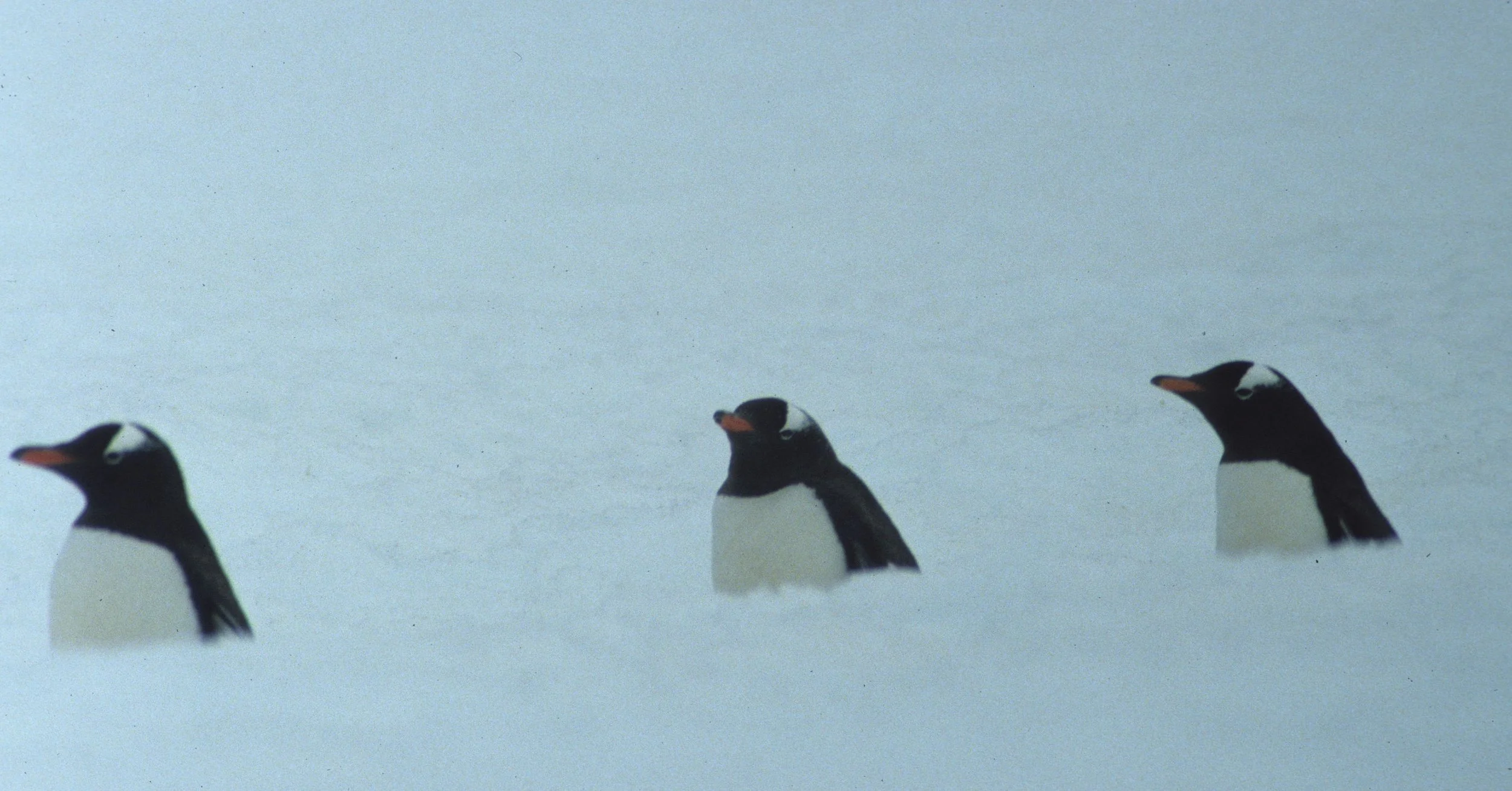 Gentoo Penguin (Pygoscelis papua) Danco Island Antarctic Peninsula (13).jpg