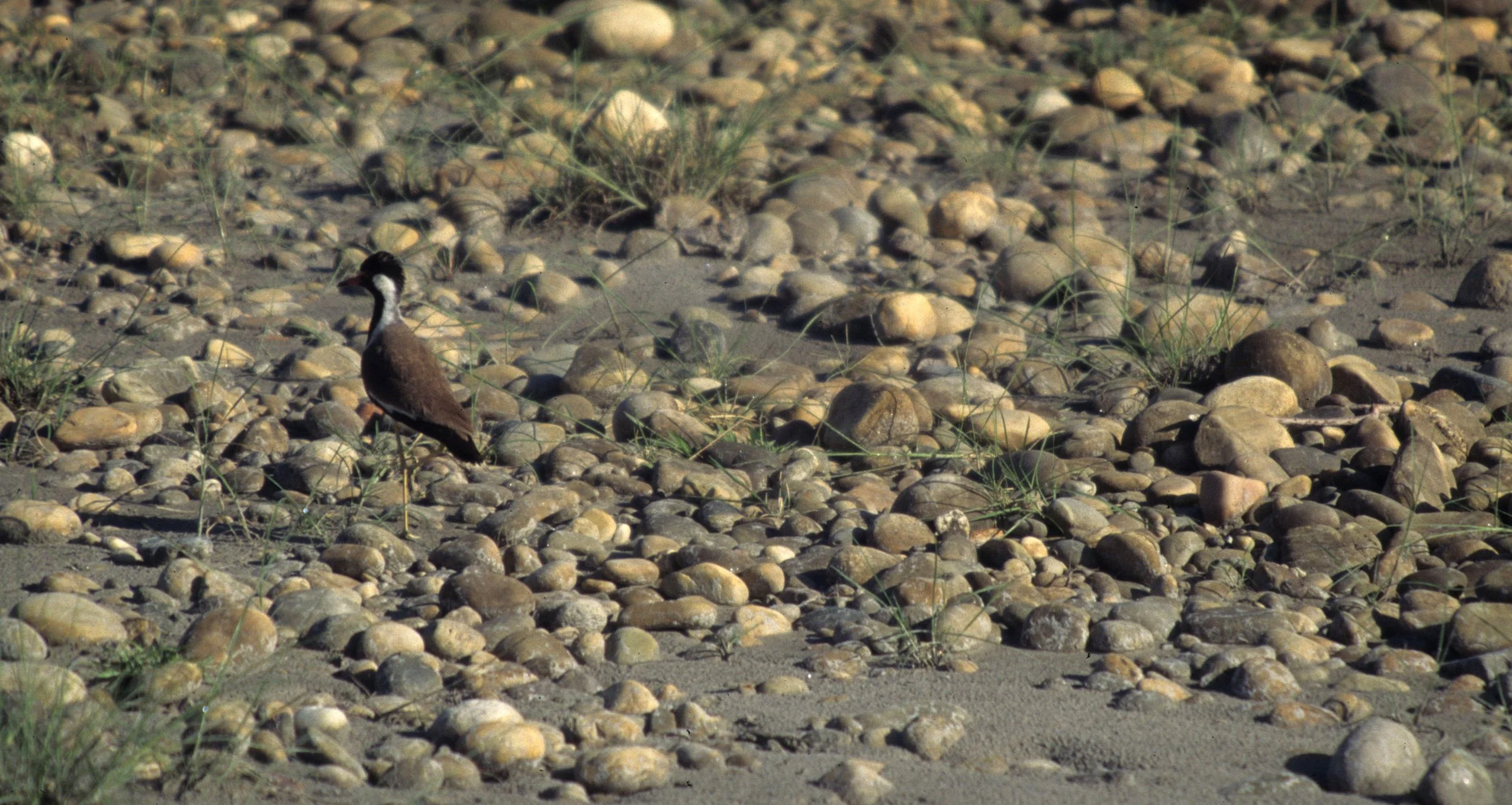 BIRD - LAPWING - RED-WATTLED LAPWING - KALEODEO INDIA (2).jpg