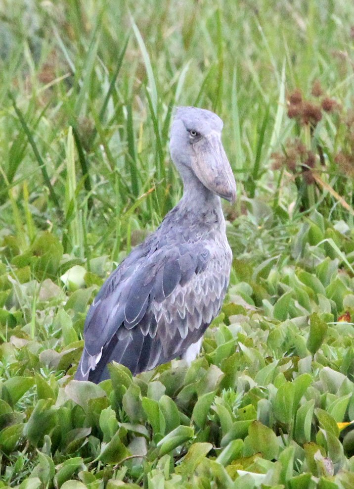 BIRD - STORK - SHOEBILL STORK - MURCHISON FALLS NATIONAL PARK UGANDA (42).JPG