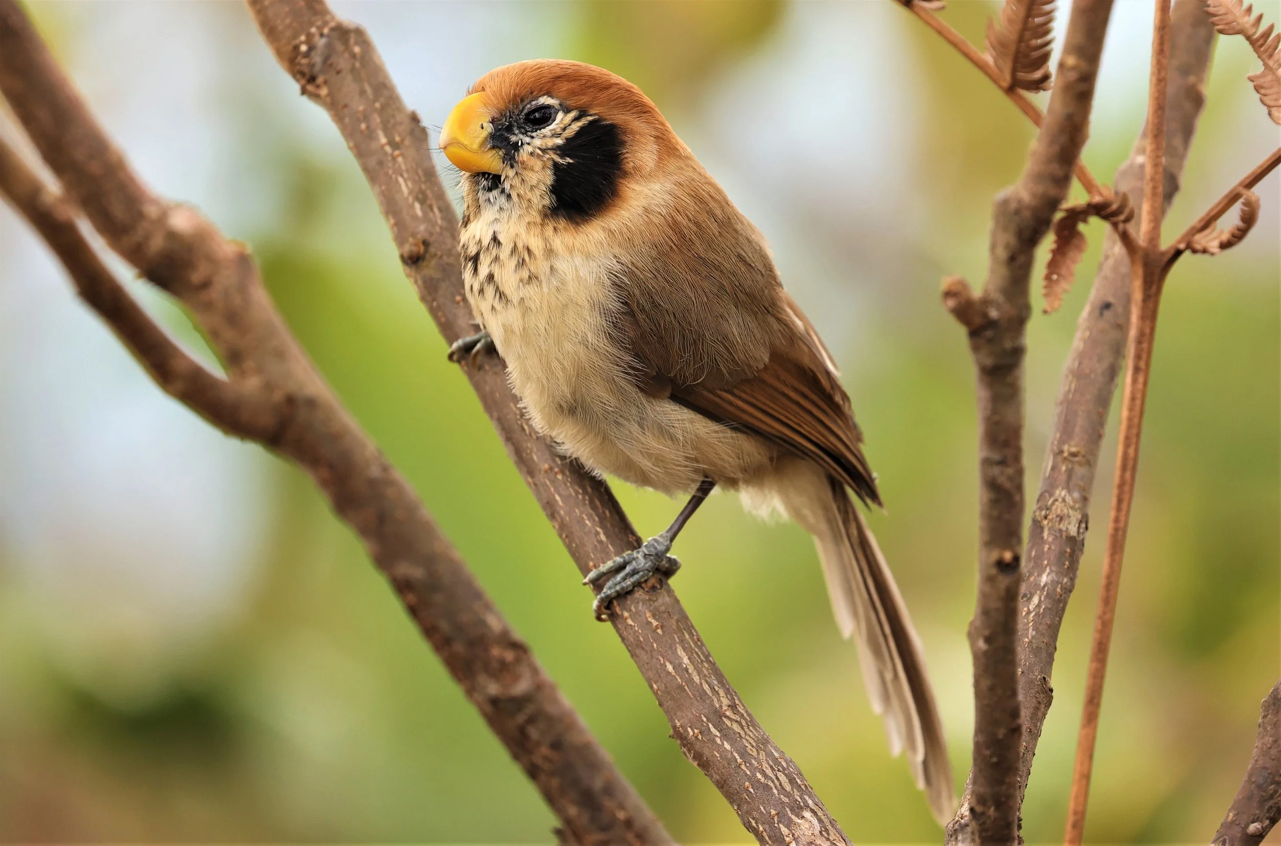 PARROTBILL - SPOT-BREASTED PARROTBILL - Paradoxornis guttaticollis - DOI LANG WEST, DOI PHA HOM POK NP, CHIANG MAI DEC 2021 (62).jpg