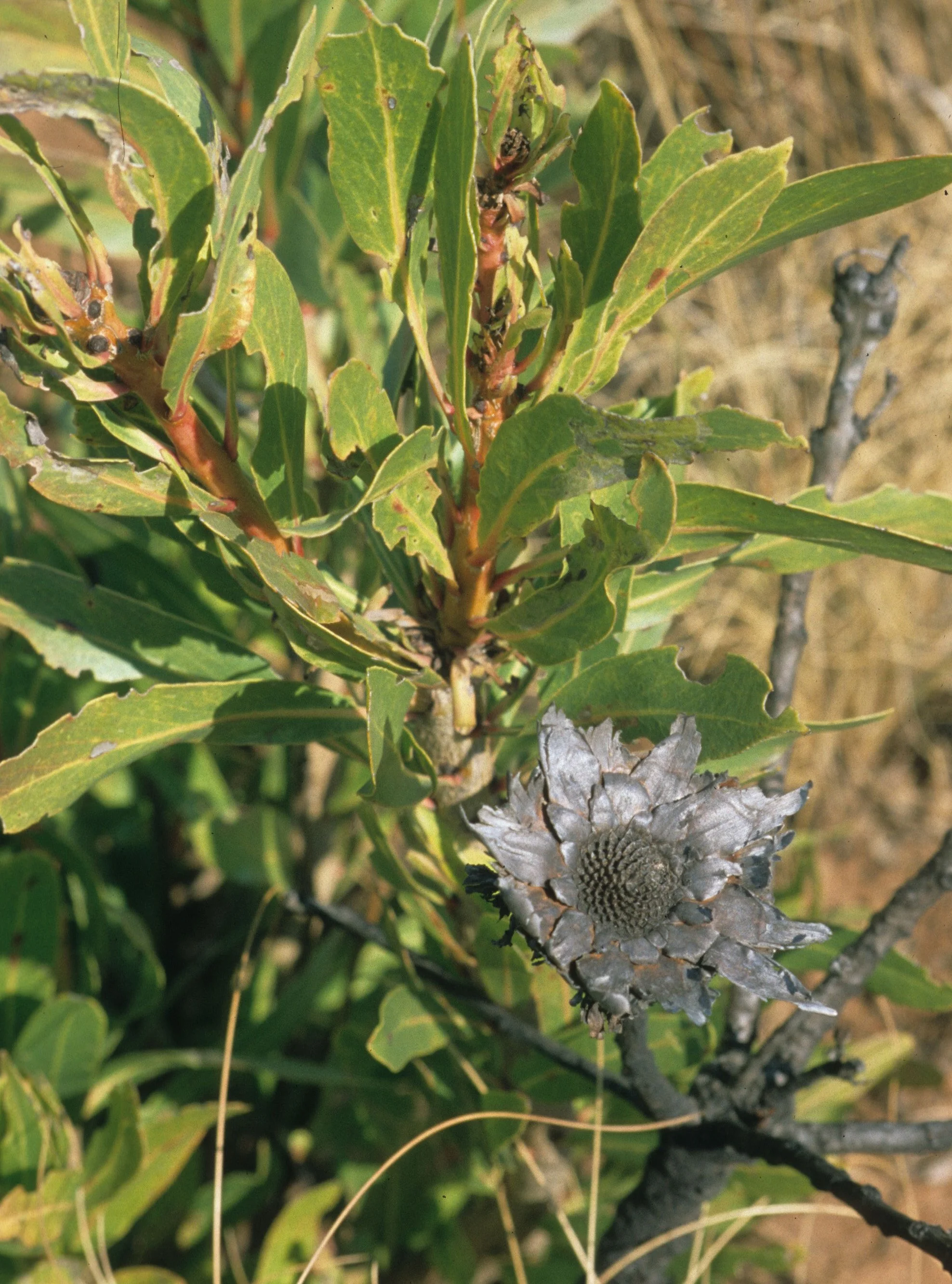 RSA - PLANT - PROTEA SPECIES.jpg