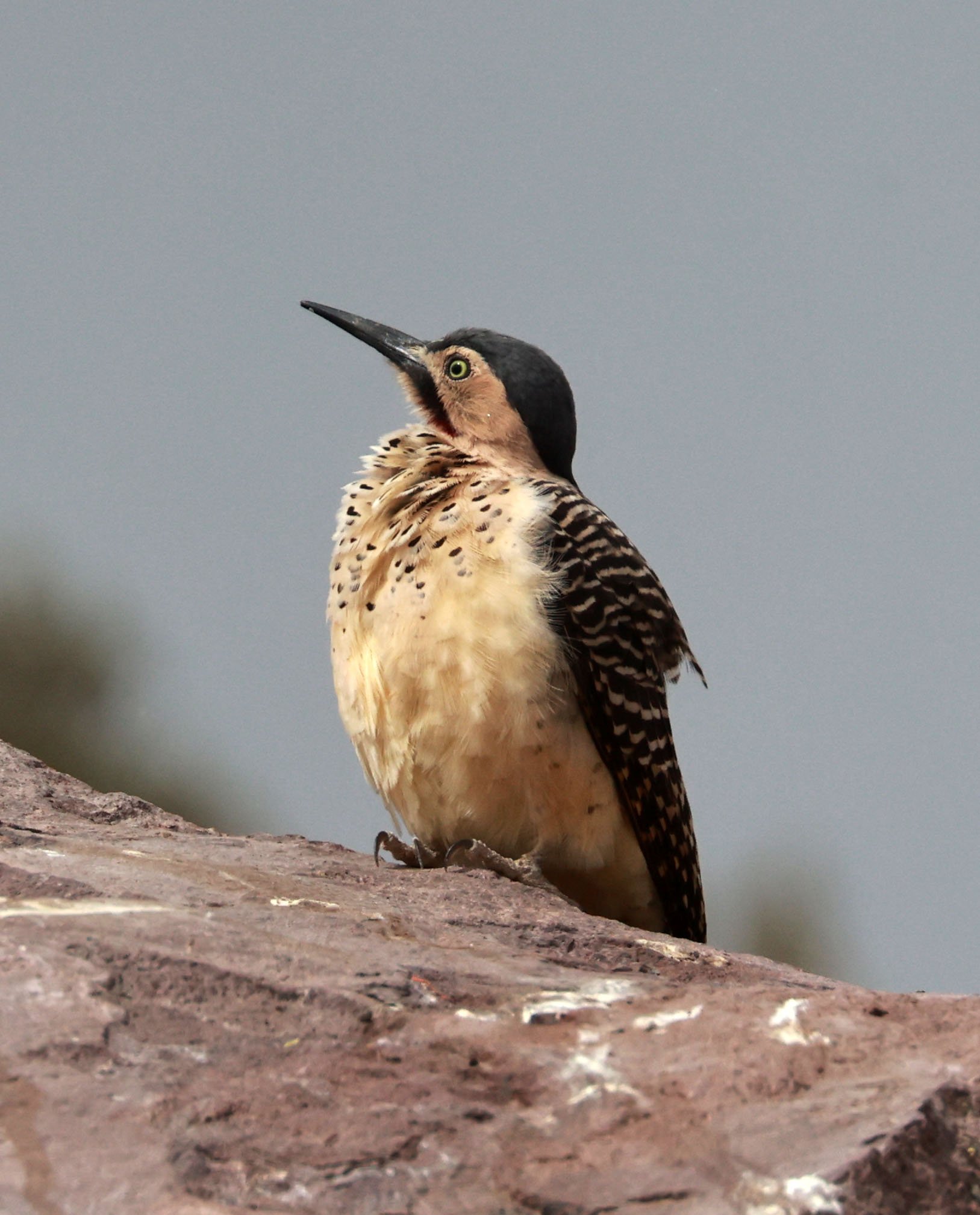 Woodpecker - Andean Flicker - Colaptes rupicola - Lauca National Park, Chile (27).jpg