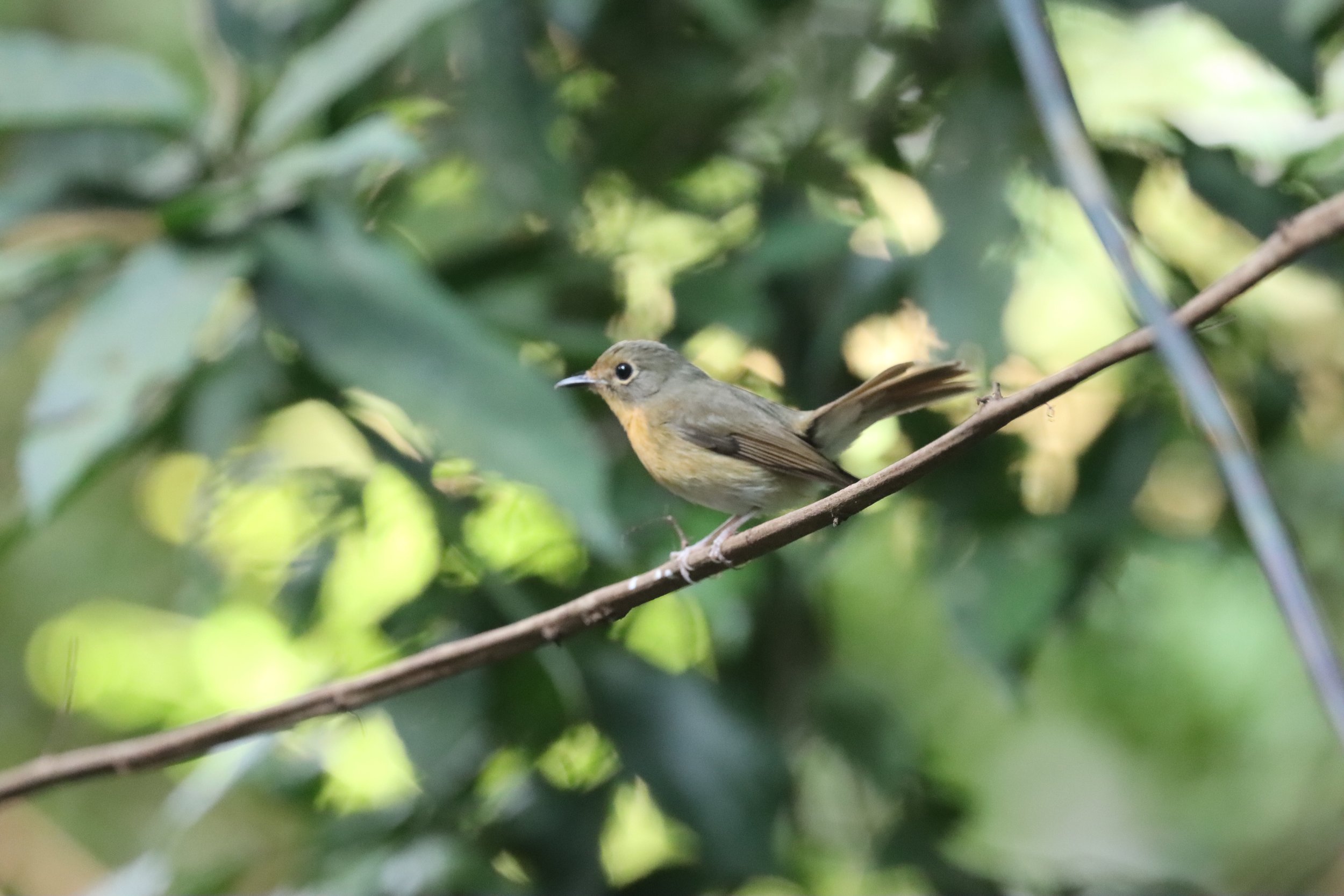 FLYCATCHER - LARGE BLUE FLYCATCHER - Cyornis magnirostris - WAT THAM PRATHUN CHONBURI (46).jpg