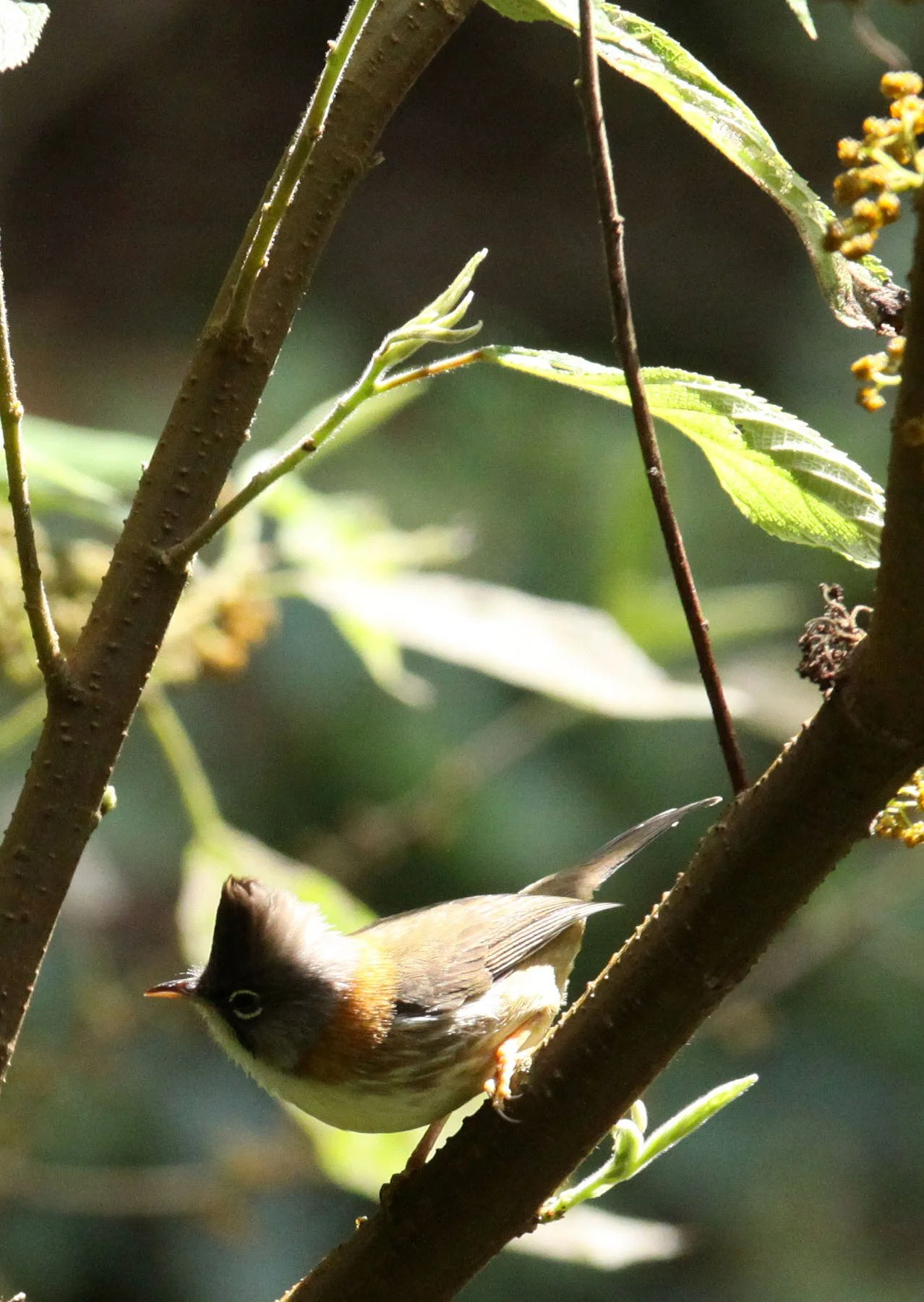 Whiskered Yuhina (Yuhina flavicollis) Wuliangshan Yunnan China (6).JPG