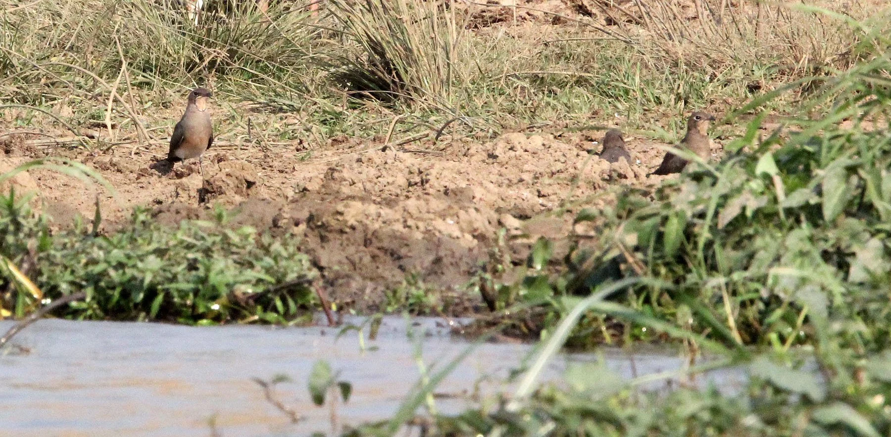 PRATINCOLE - BLACK-WINGED PRATINCOLE - Glareola nordmanni - QUEEN ELIZABETH NP UGANDA (3).JPG